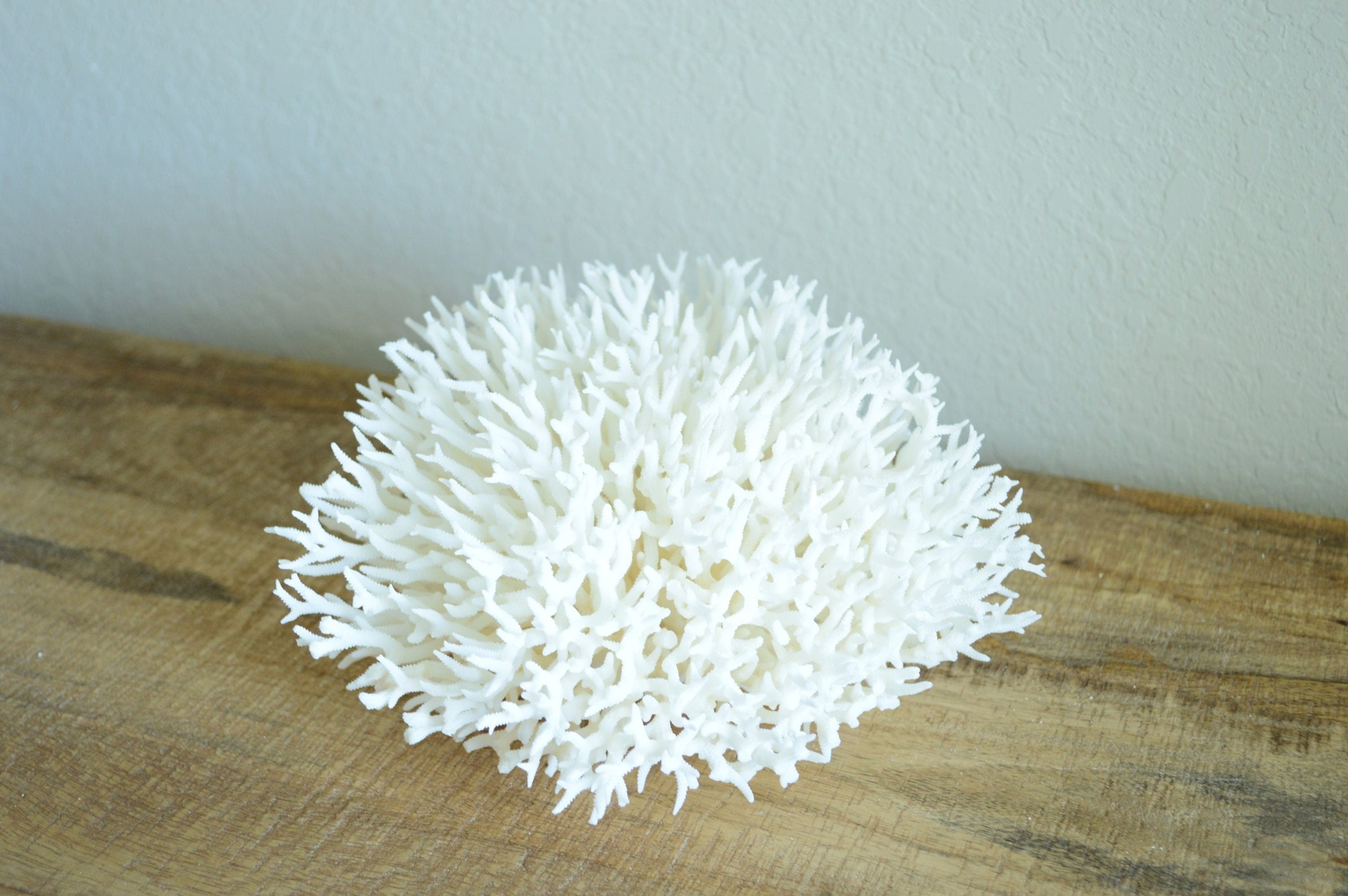 BIRDSNEST Coral White *All Sizes* Authentic Natural Real Sea Fossil Coastal Décor - Image 6