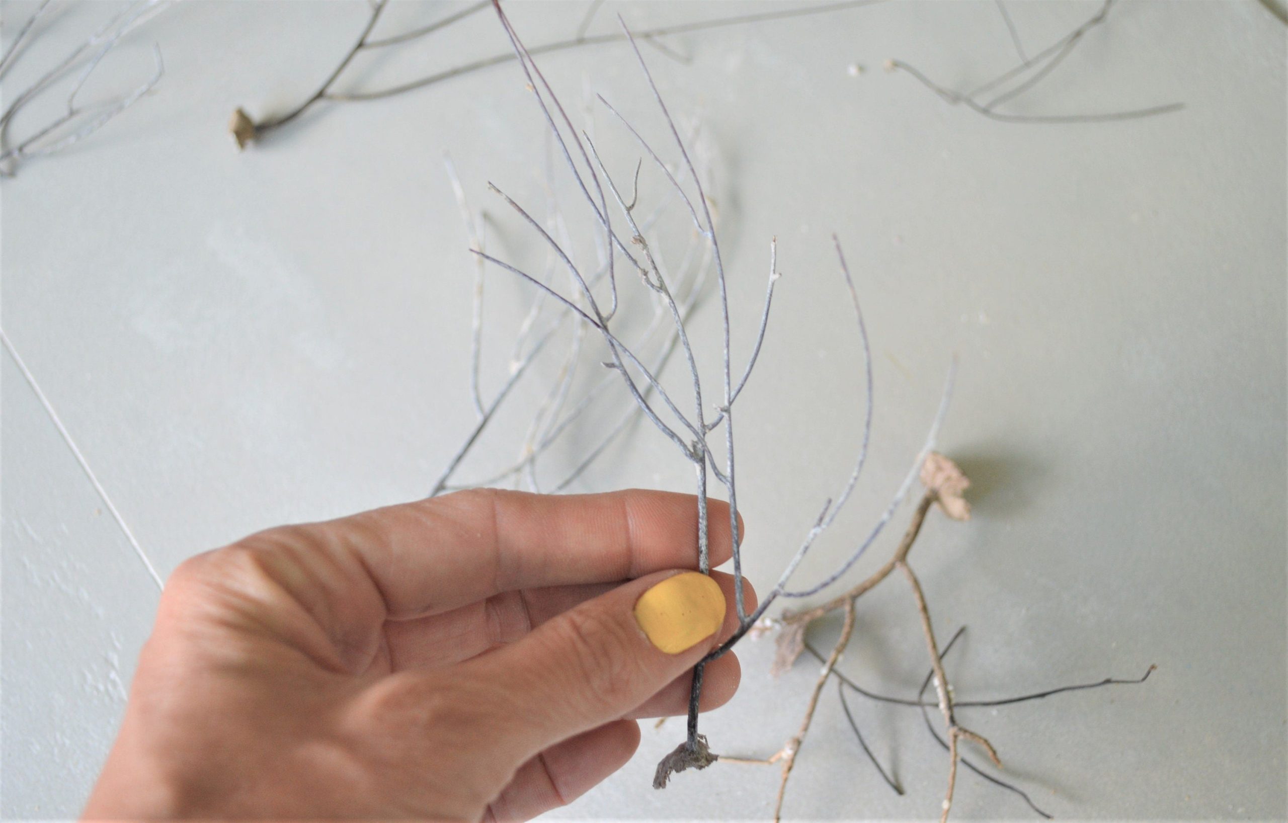 Dried Sea Whip Branches 4-12" *You Choose Quantity* Ocean Reef Décor Crafts - Image 5