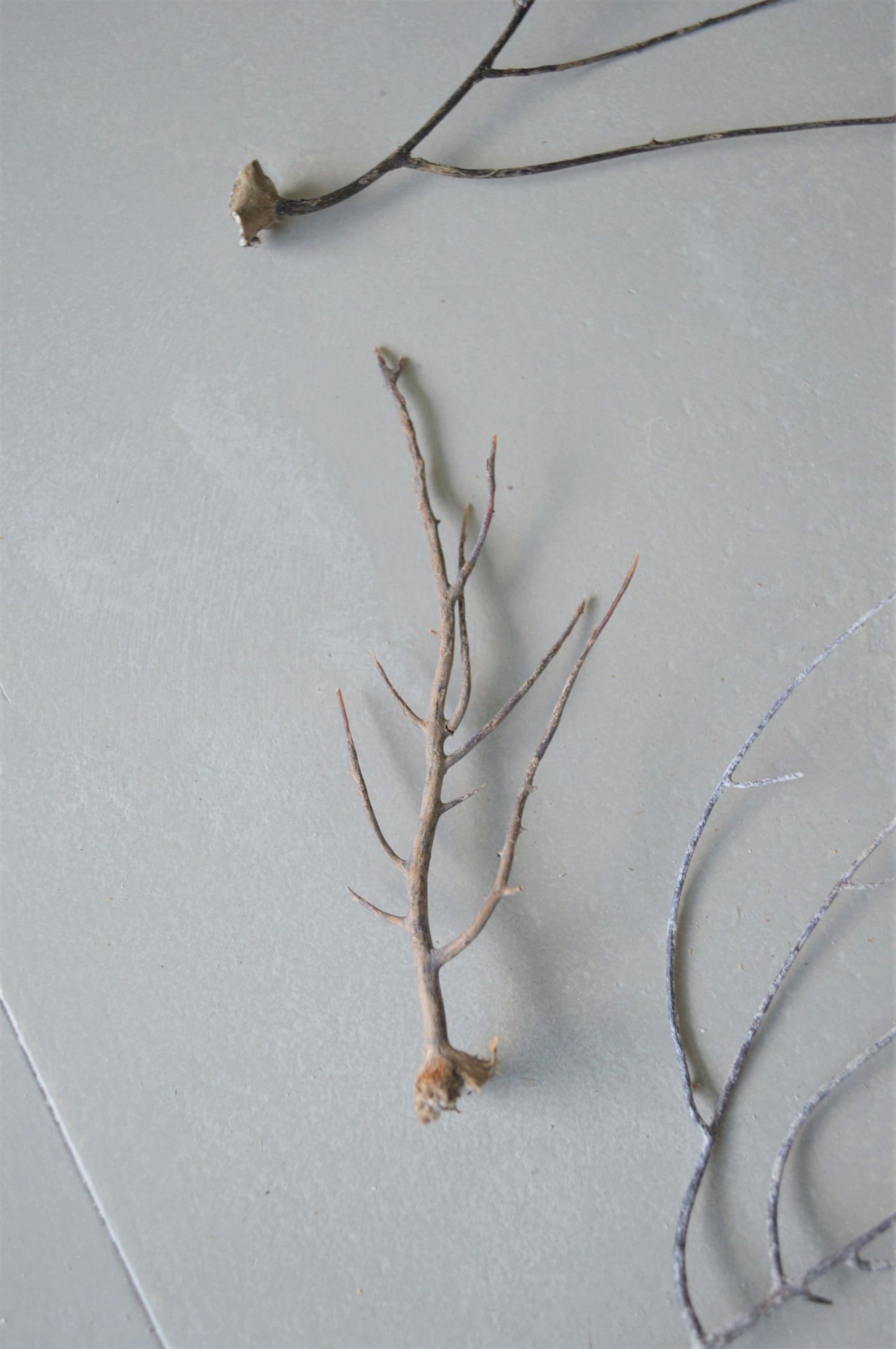 Dried Sea Whip Branches 4-12" *You Choose Quantity* Ocean Reef Décor Crafts - Image 6