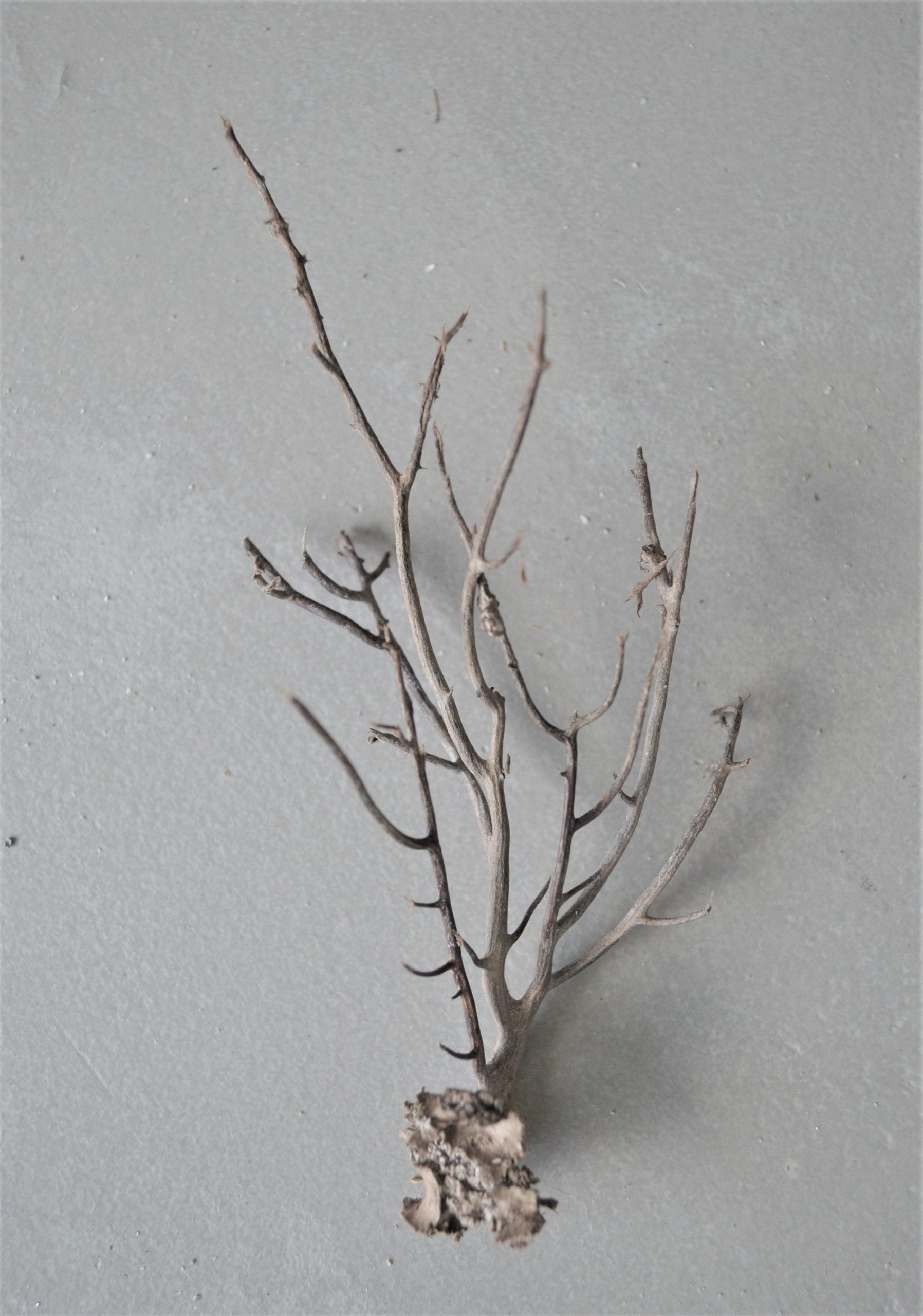 Dried Sea Whip Branches 4-12" *You Choose Quantity* Ocean Reef Décor Crafts - Image 3
