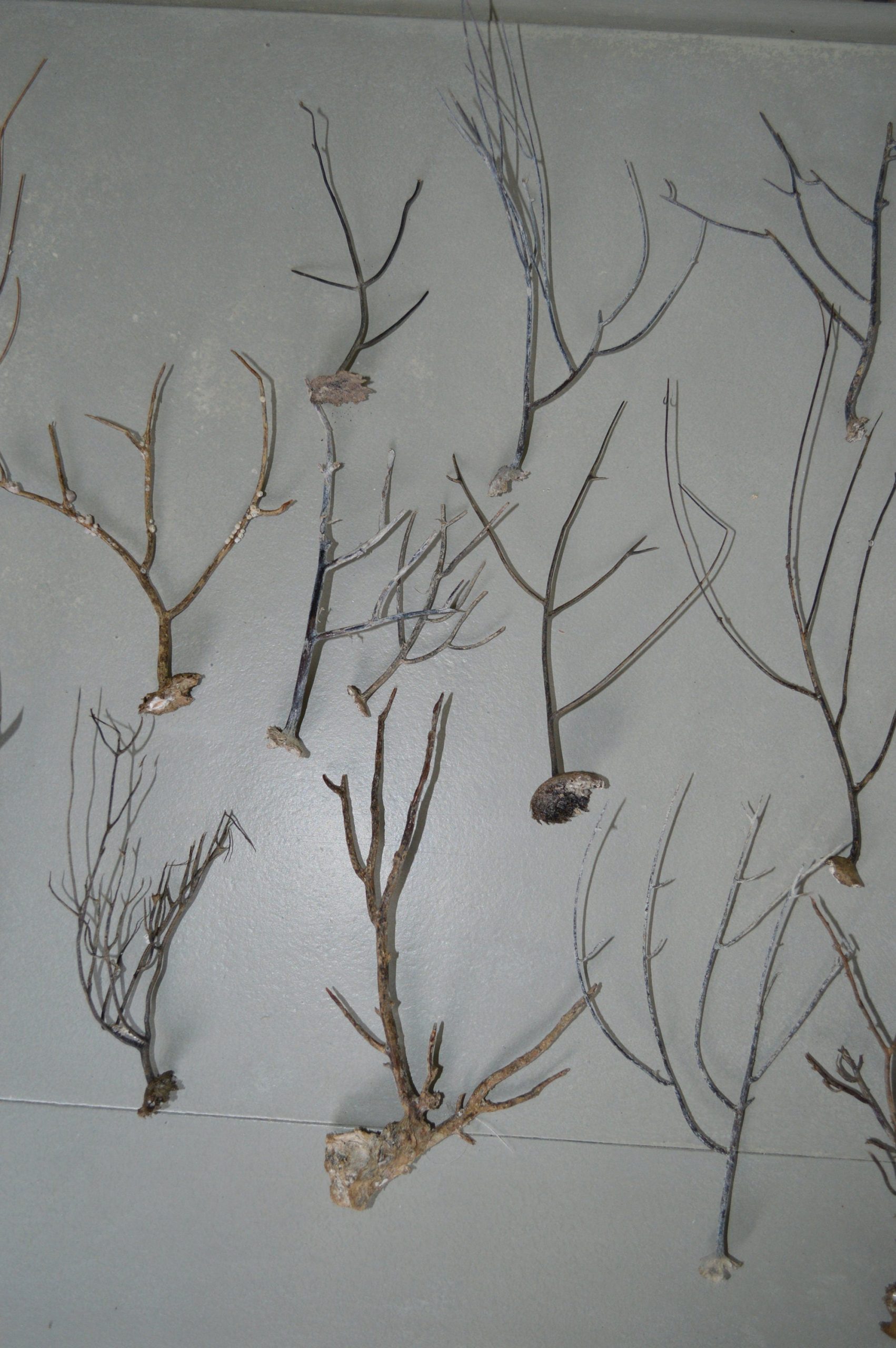 Dried Sea Whip Branches 4-12" *You Choose Quantity* Ocean Reef Décor Crafts - Image 8