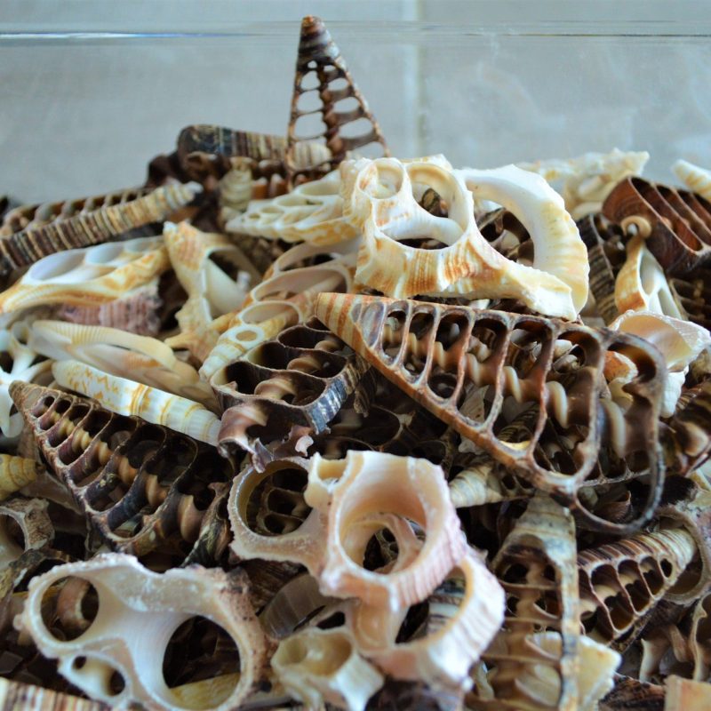 Sliced Seashells: 1.5-3” Mixed Types Conchs, Spindles, Strombus and more...