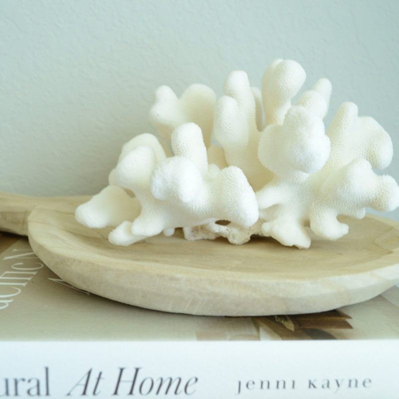 CATS PAW CORAL White *All Sizes* Authentic Natural Real Sea Fossil Coastal Décor