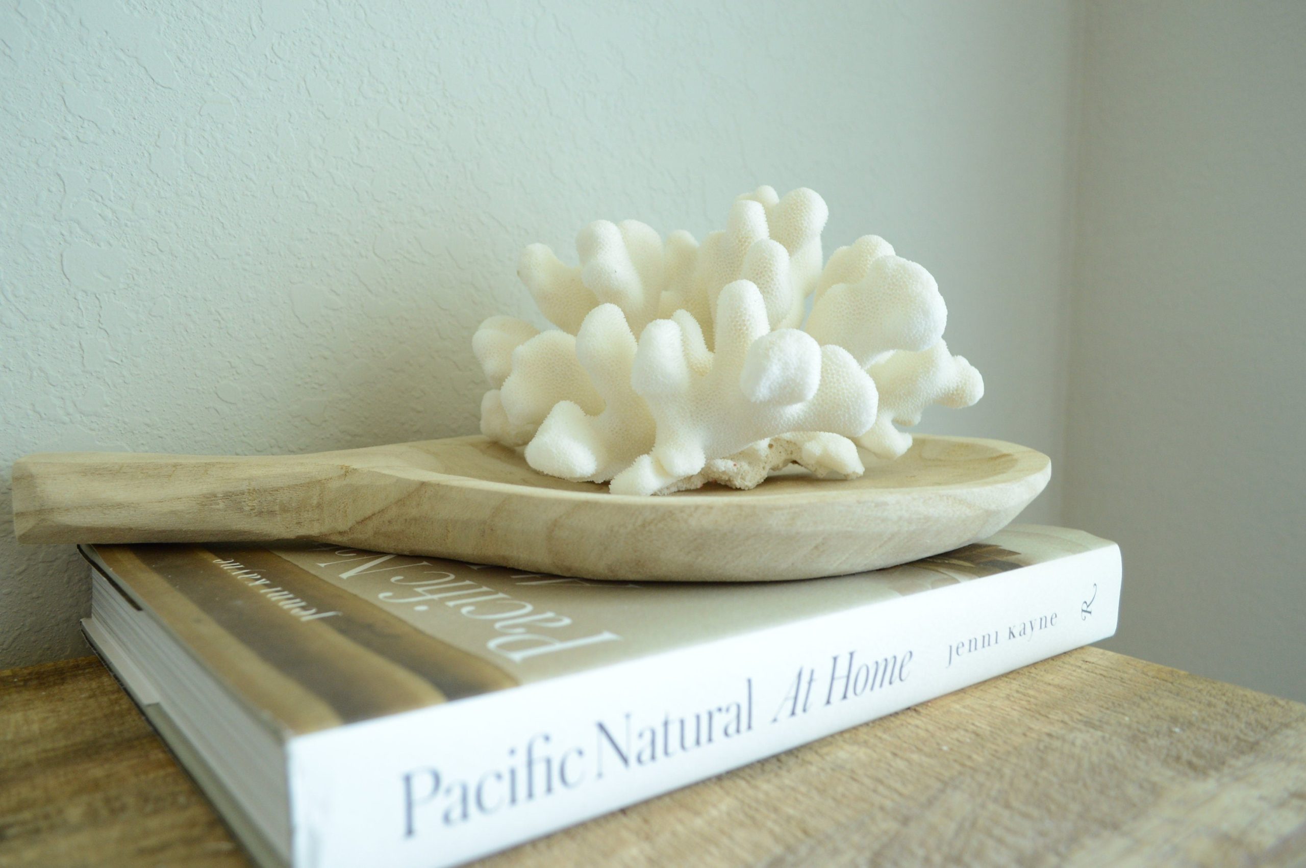 CATS PAW CORAL White *All Sizes* Authentic Natural Real Sea Fossil Coastal Décor - Image 5