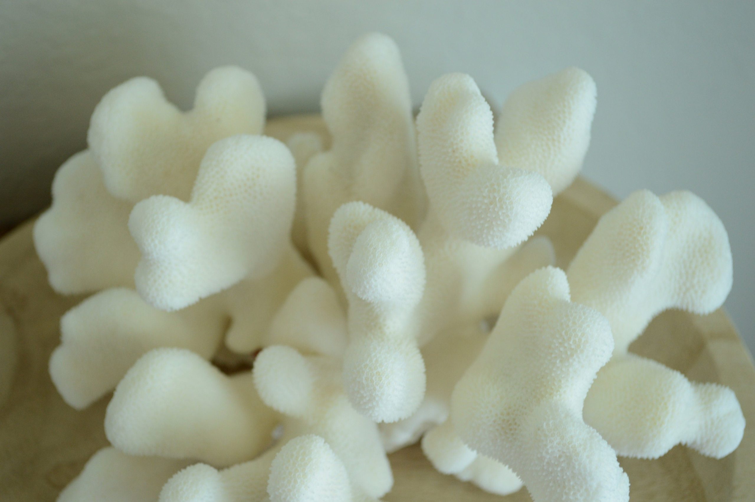 CATS PAW CORAL White *All Sizes* Authentic Natural Real Sea Fossil Coastal Décor - Image 8
