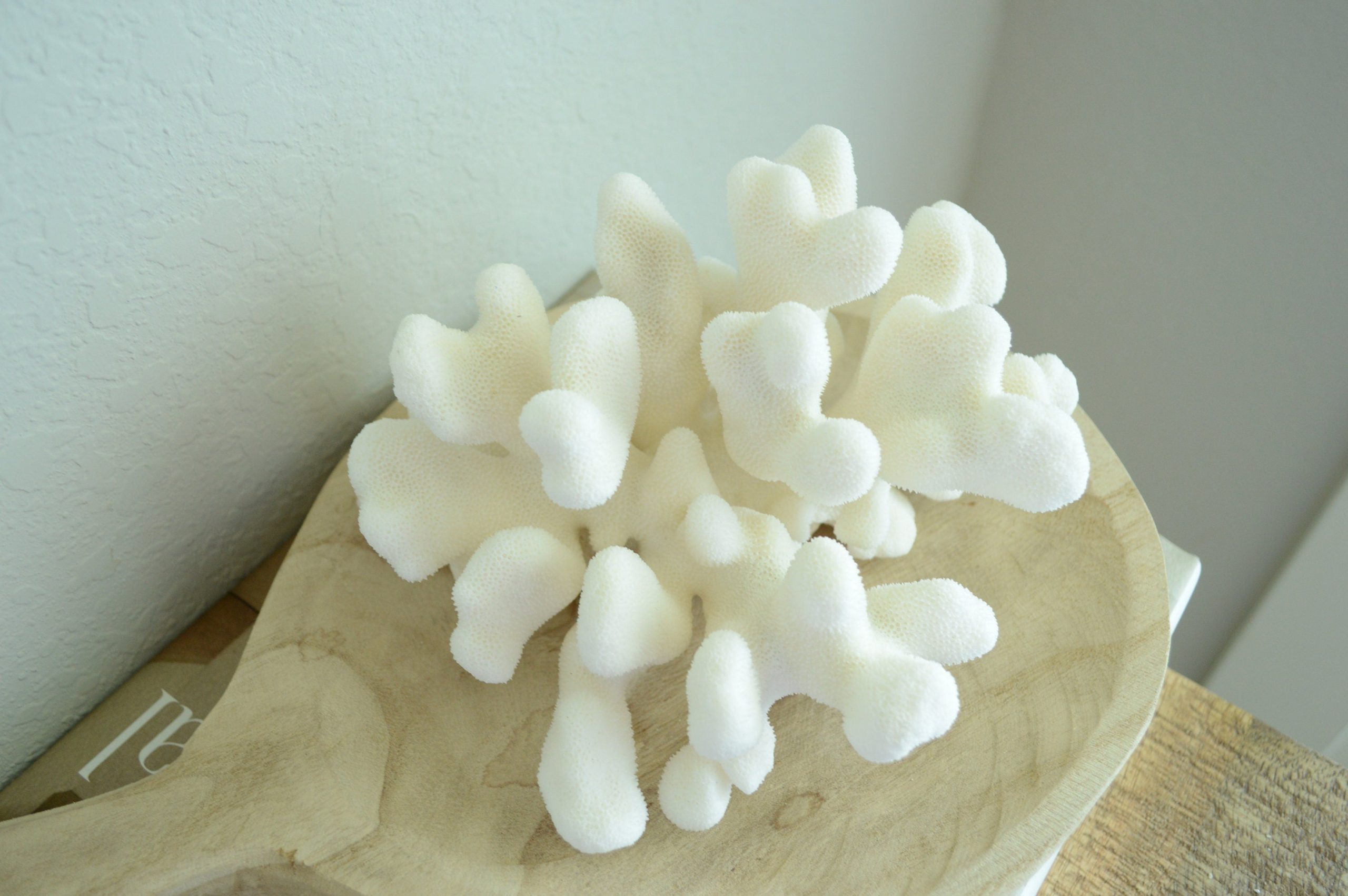 CATS PAW CORAL White *All Sizes* Authentic Natural Real Sea Fossil Coastal Décor - Image 3