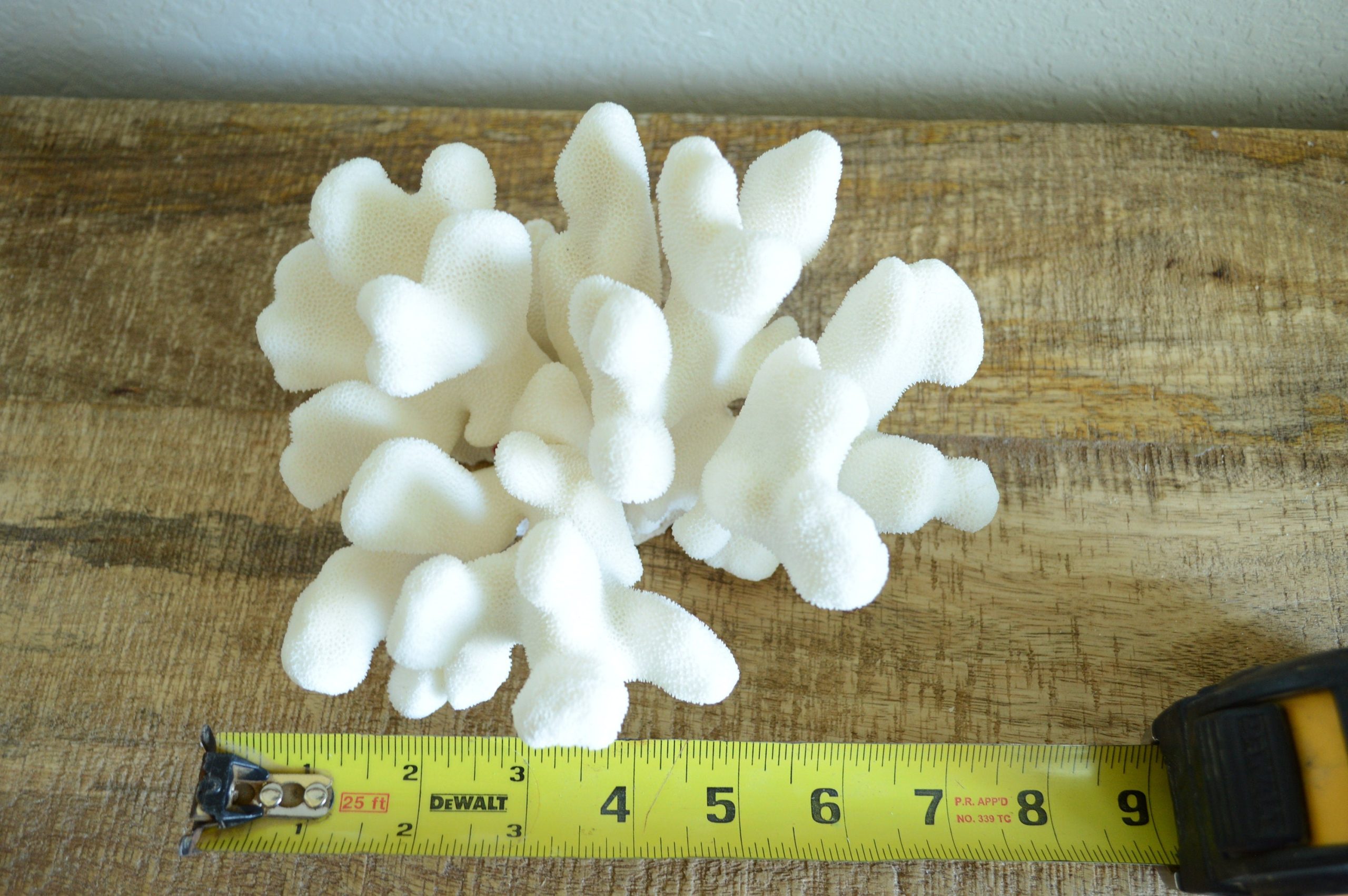 CATS PAW CORAL White *All Sizes* Authentic Natural Real Sea Fossil Coastal Décor - Image 9