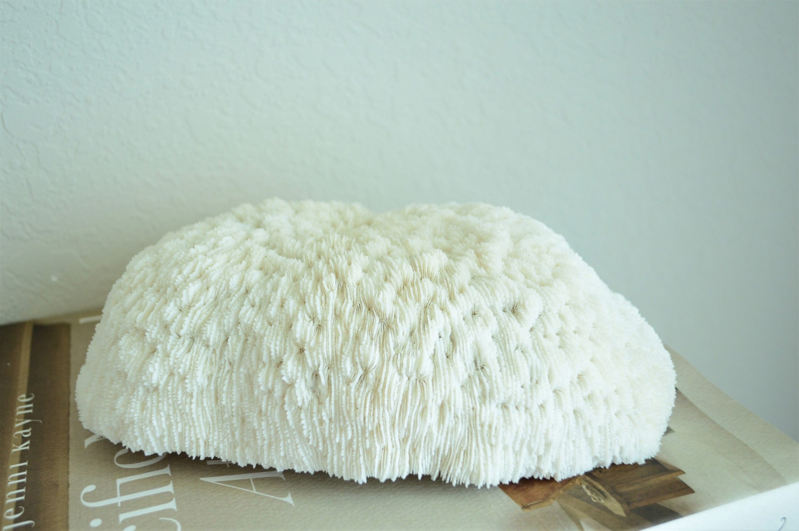 BOWL CORAL White *All Sizes* Authentic Natural Real Sea Fossil Coastal Décor - Image 9