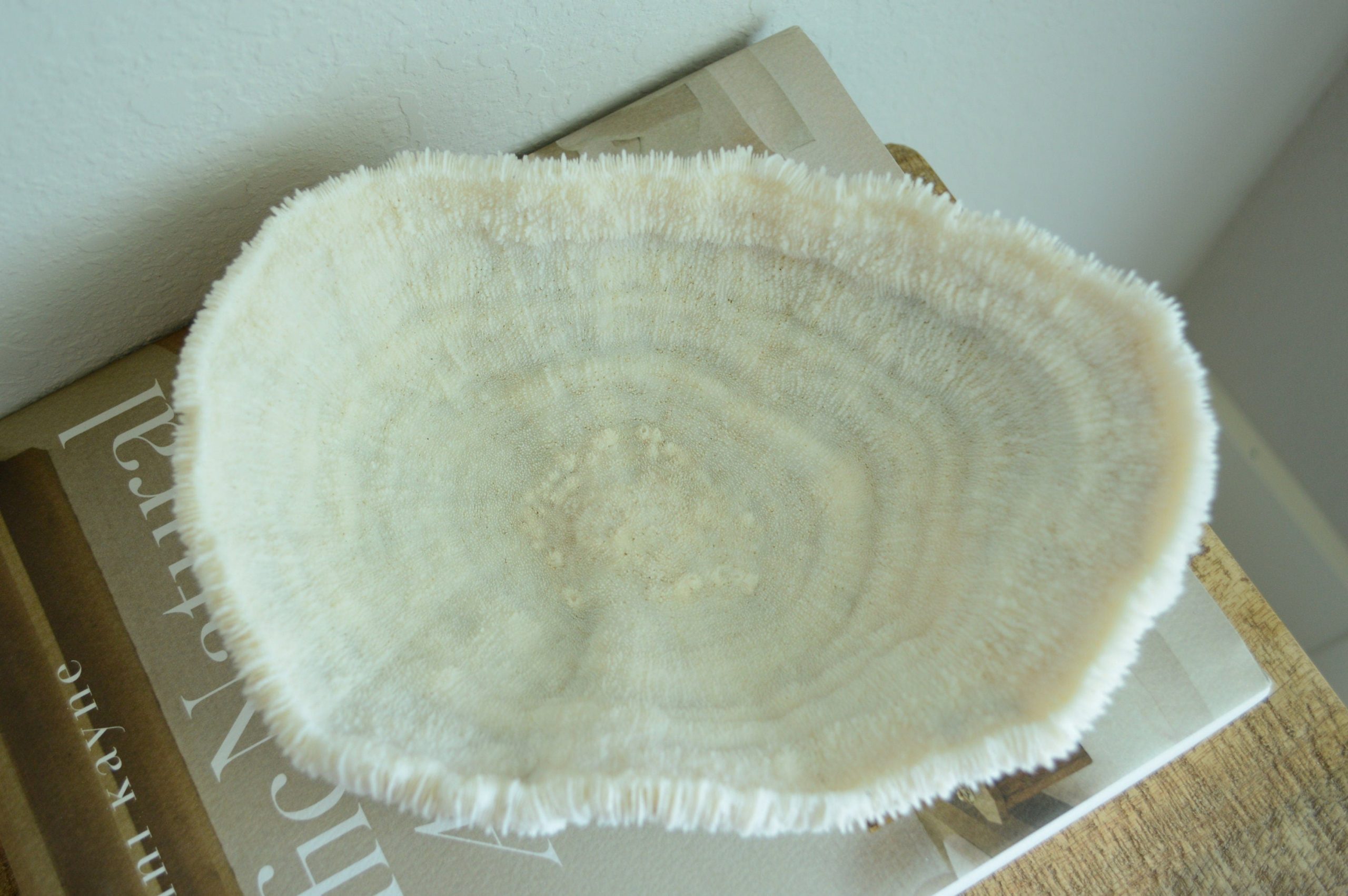 BOWL CORAL White *All Sizes* Authentic Natural Real Sea Fossil Coastal Décor - Image 8