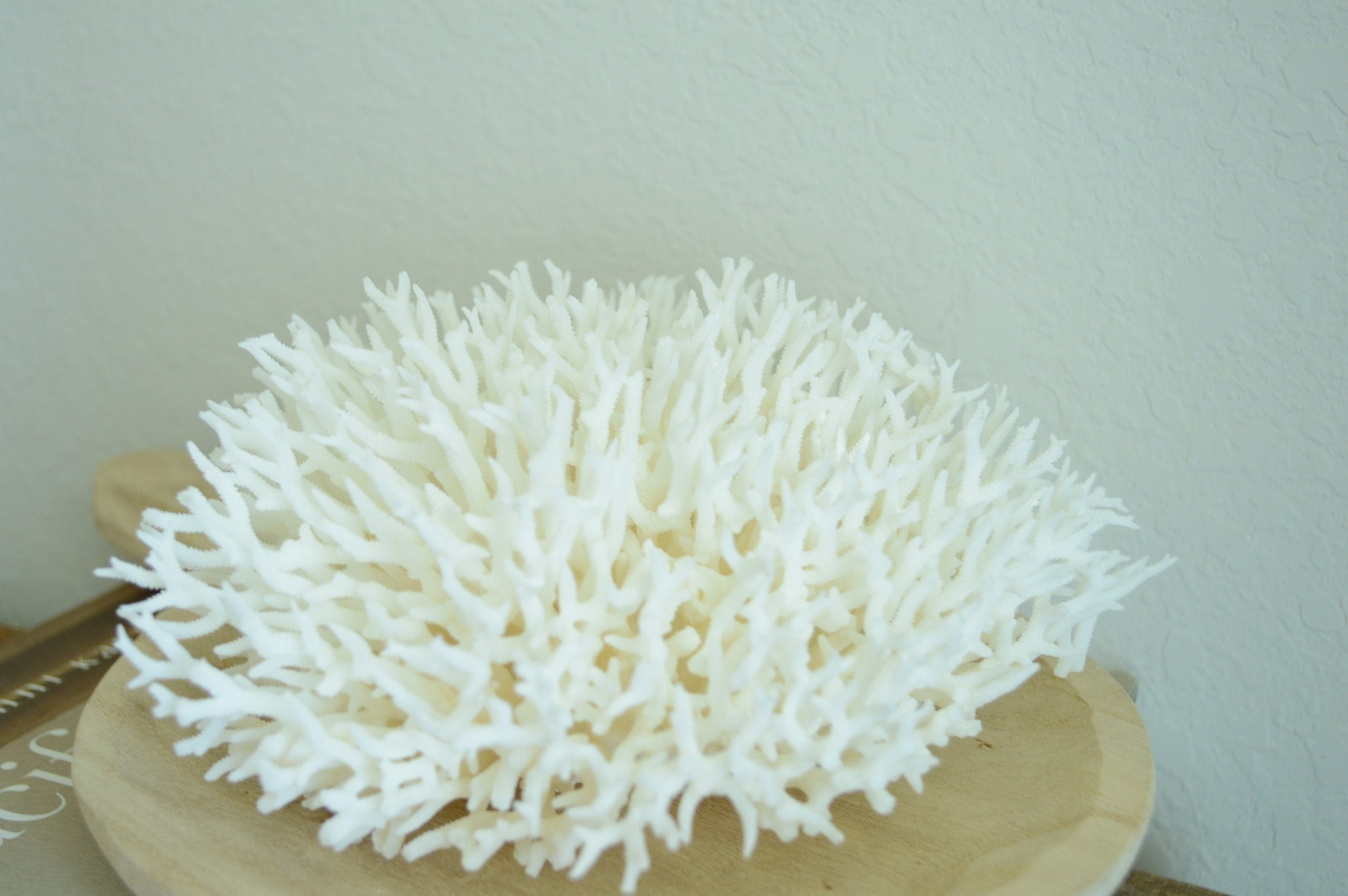 BIRDSNEST Coral White *All Sizes* Authentic Natural Real Sea Fossil Coastal Décor - Image 8
