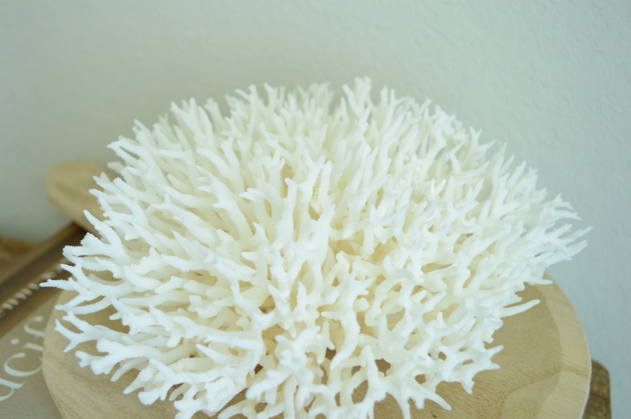 BIRDSNEST Coral White *All Sizes* Authentic Natural Real Sea Fossil Coastal Décor - Image 9
