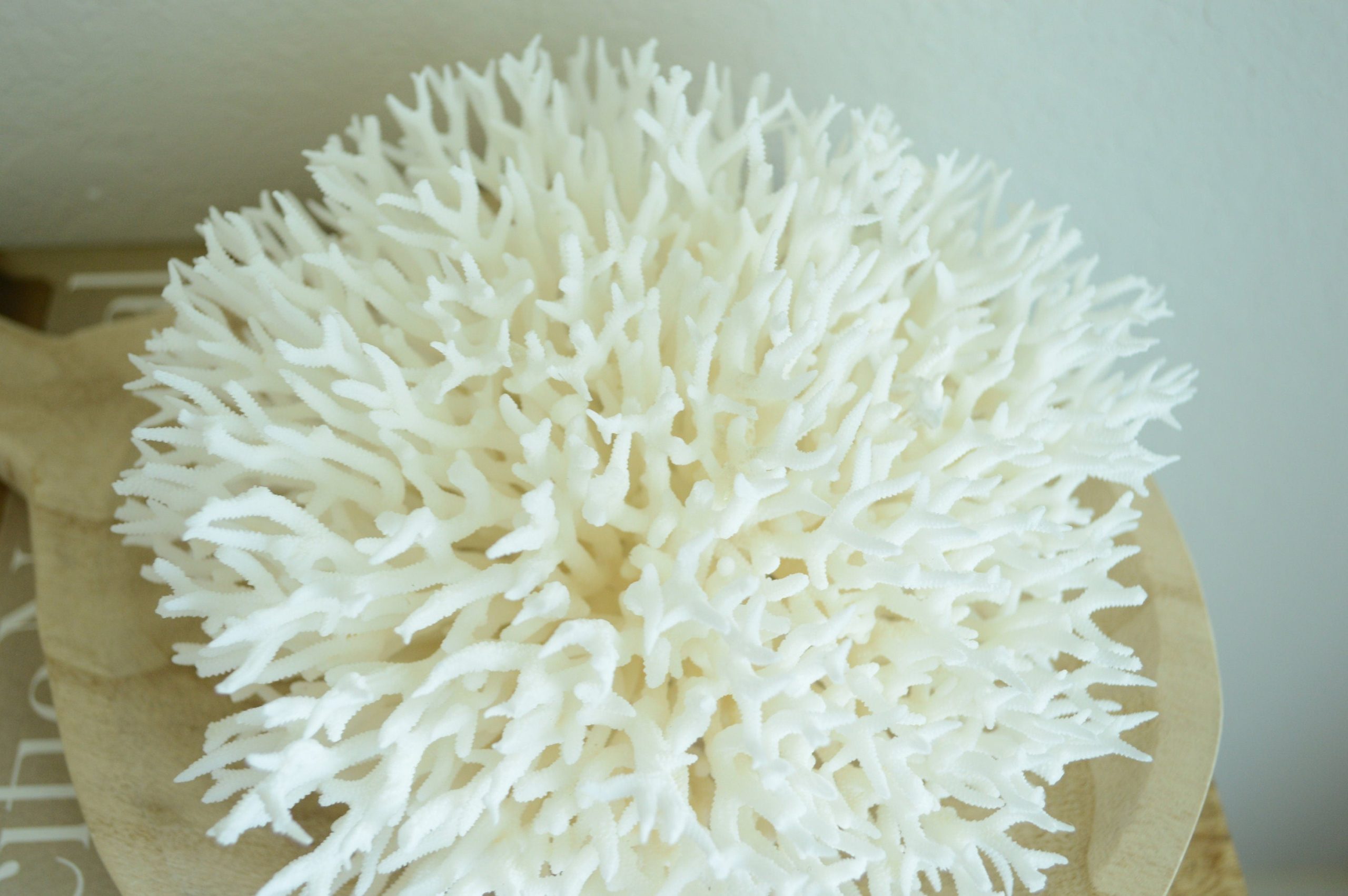 BIRDSNEST Coral White *All Sizes* Authentic Natural Real Sea Fossil Coastal Décor - Image 10