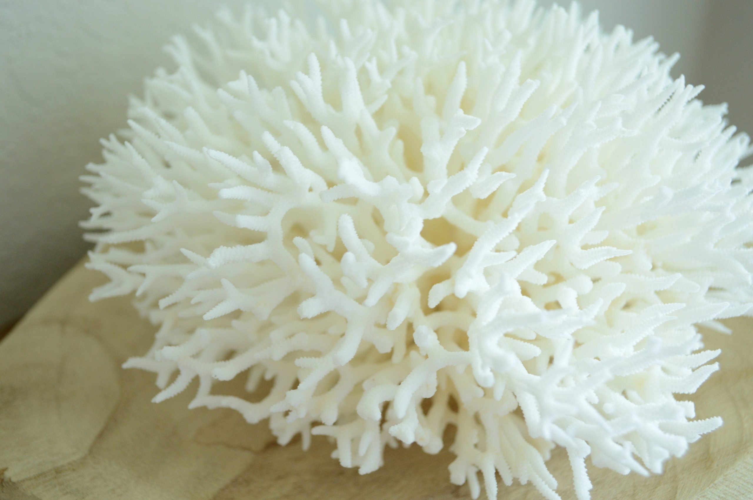 BIRDSNEST Coral White *All Sizes* Authentic Natural Real Sea Fossil Coastal Décor - Image 2