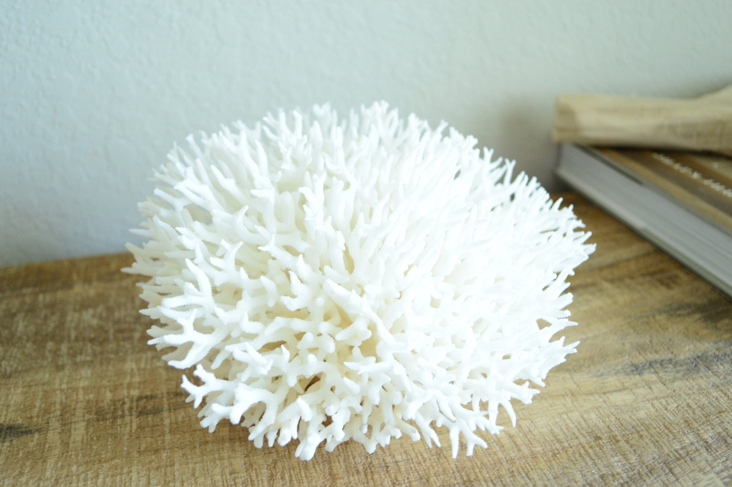 BIRDSNEST Coral White *All Sizes* Authentic Natural Real Sea Fossil Coastal Décor - Image 4