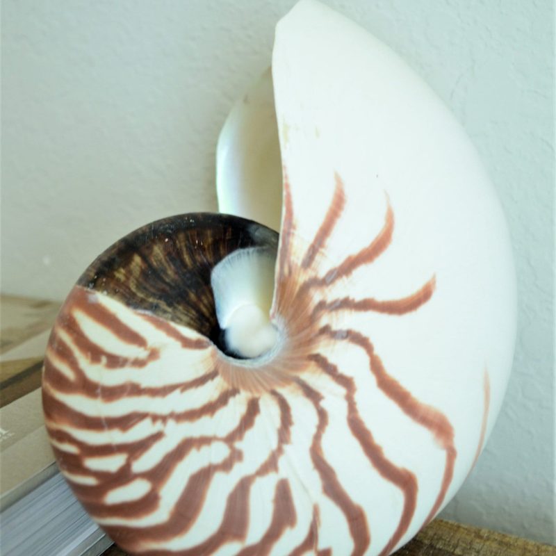 Striped Chambered Nautilus Seashell *All Sizes* Natural Coastal Beach House Décor