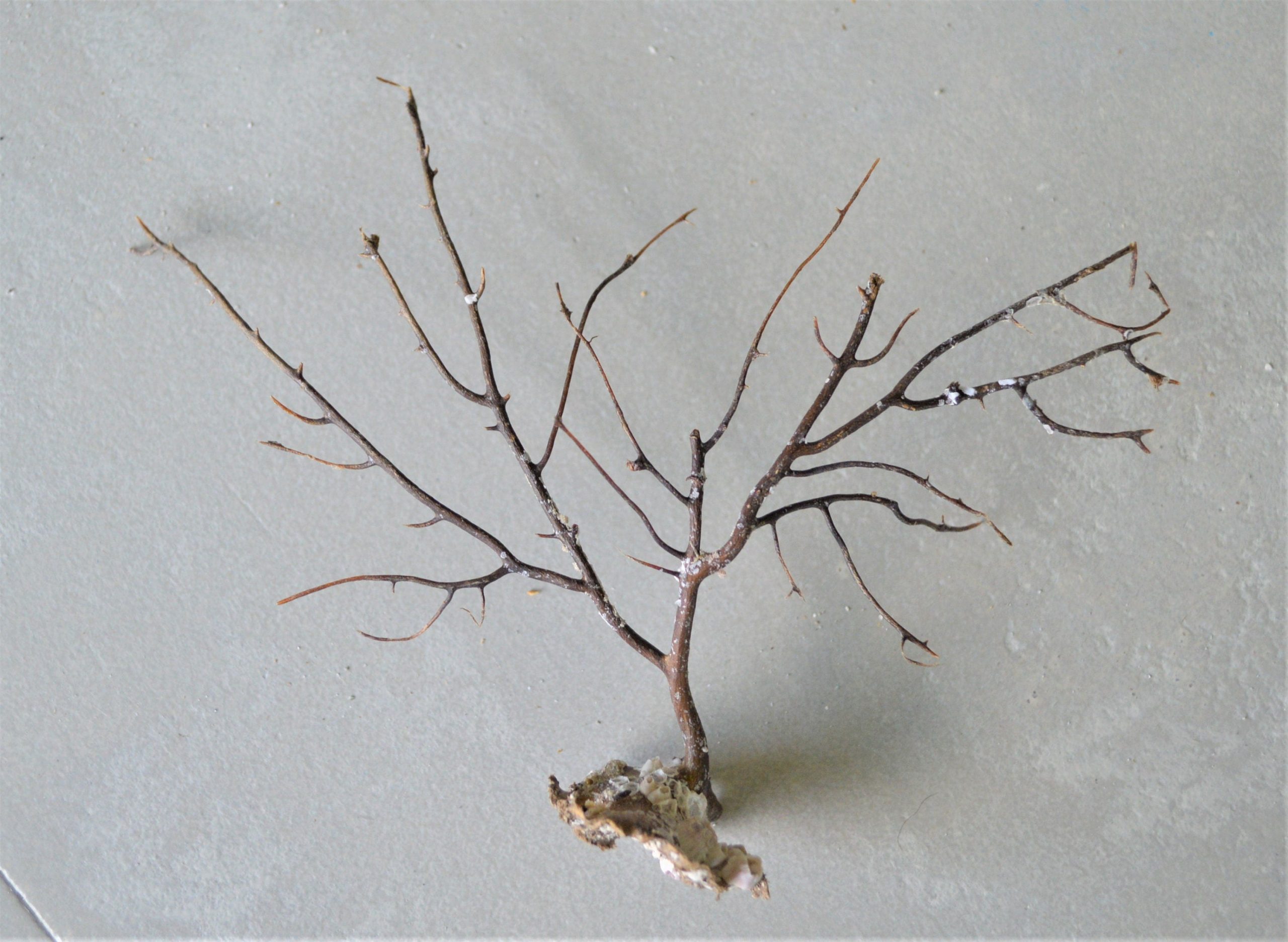 Dried Sea Whip Branches 4-12" *You Choose Quantity* Ocean Reef Décor Crafts - Image 2