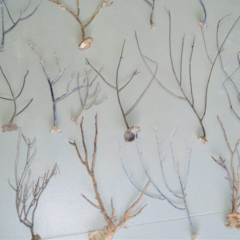 Dried Sea Whip Branches 4-12" *You Choose Quantity* Ocean Reef Décor Crafts