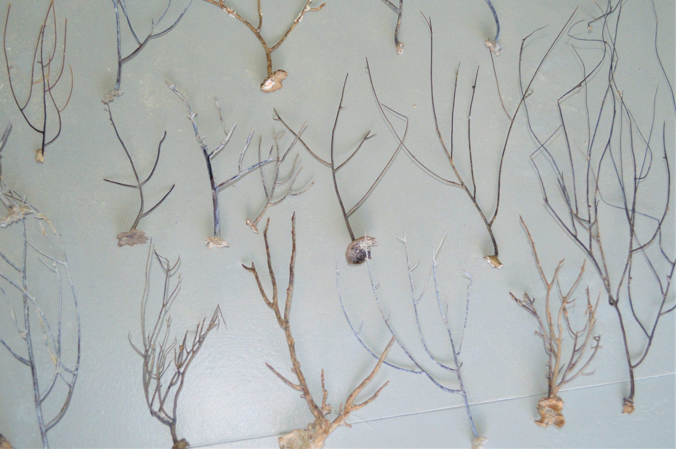 Dried Sea Whip Branches 4-12" *You Choose Quantity* Ocean Reef Décor Crafts