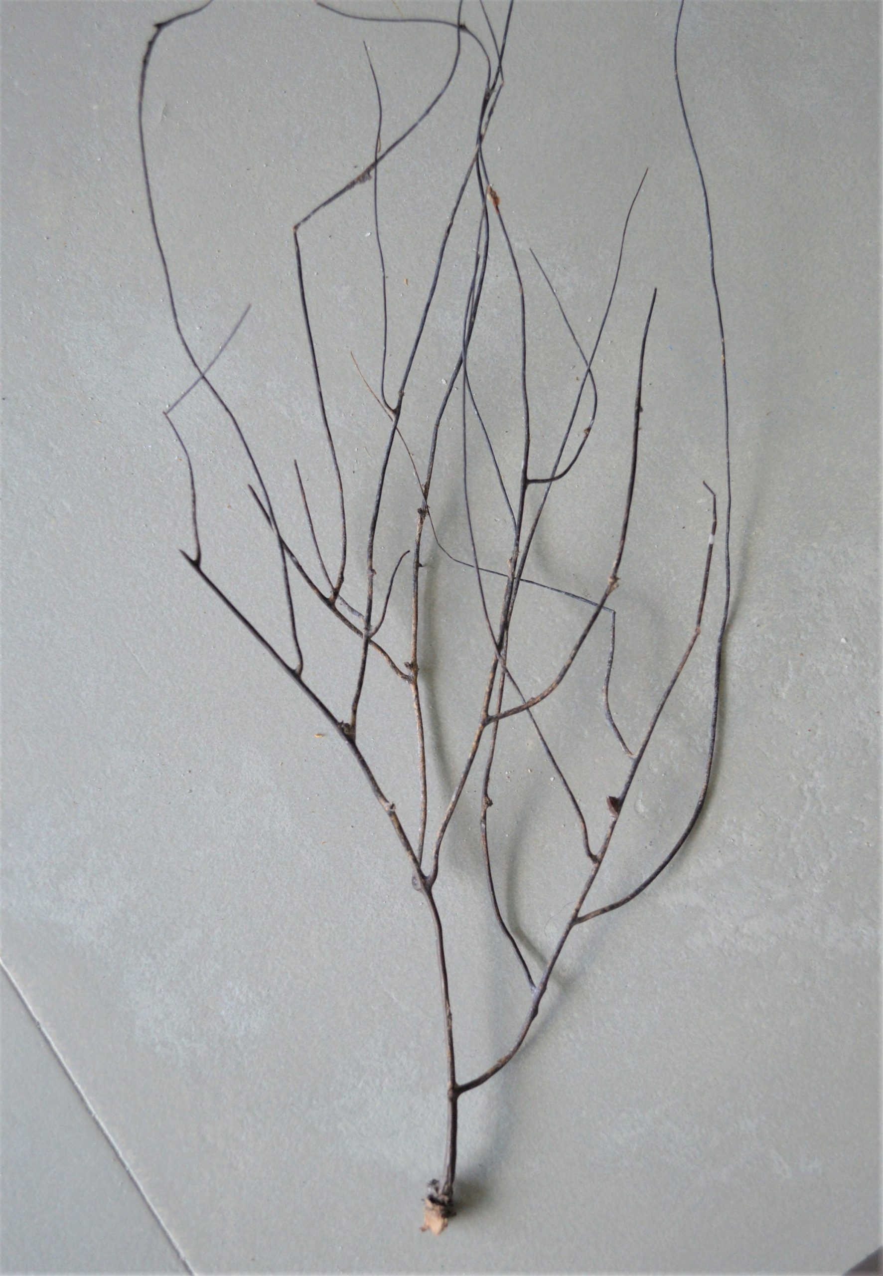 Dried Sea Whip Branches 4-12" *You Choose Quantity* Ocean Reef Décor Crafts - Image 4