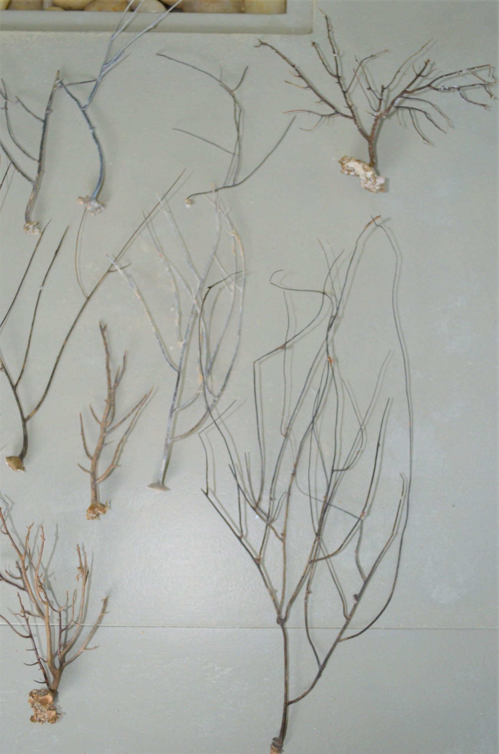Dried Sea Whip Branches 4-12" *You Choose Quantity* Ocean Reef Décor Crafts - Image 7
