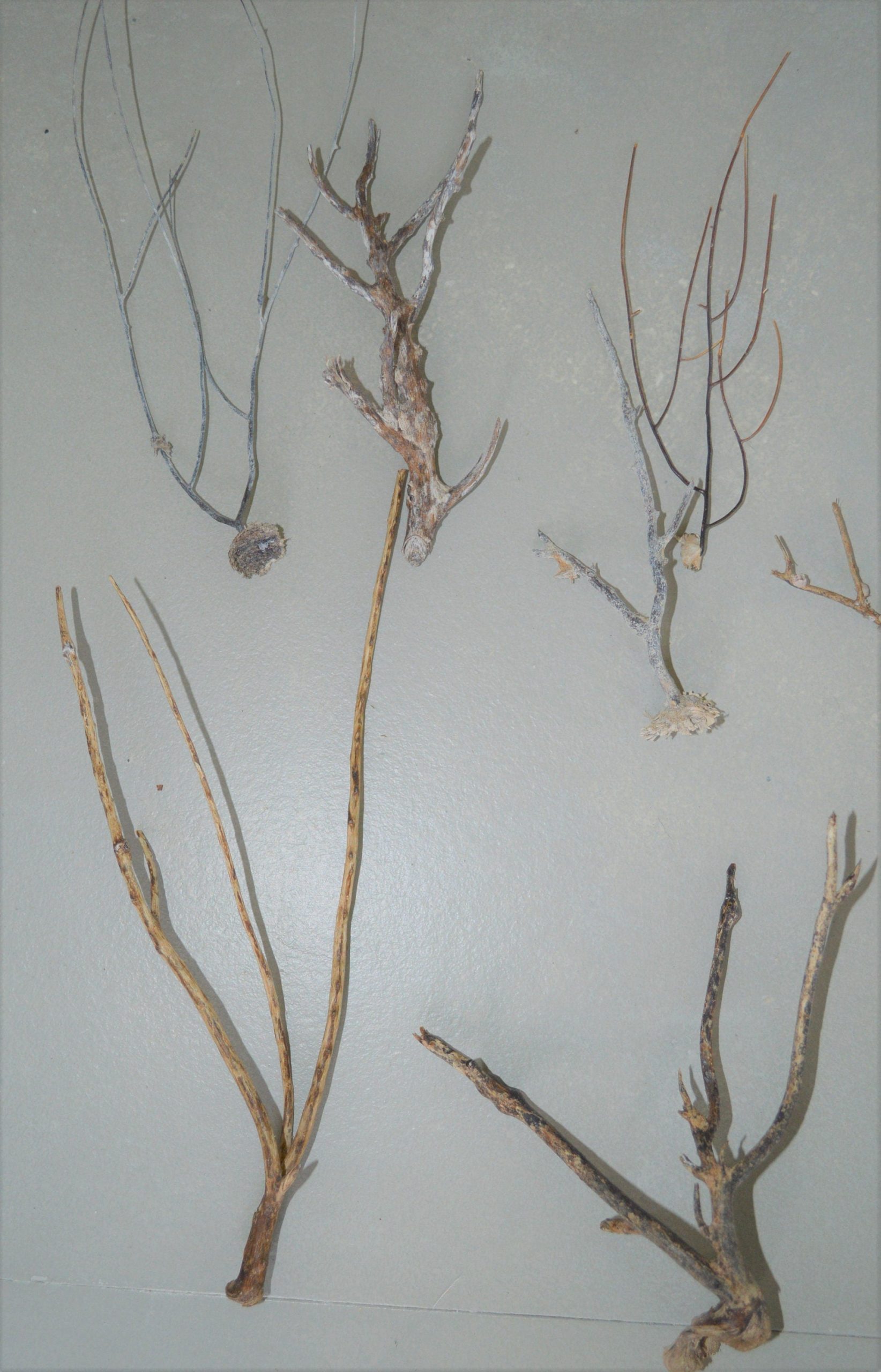 Dried Sea Whip Branches 4-12" *You Choose Quantity* Ocean Reef Décor Crafts - Image 9