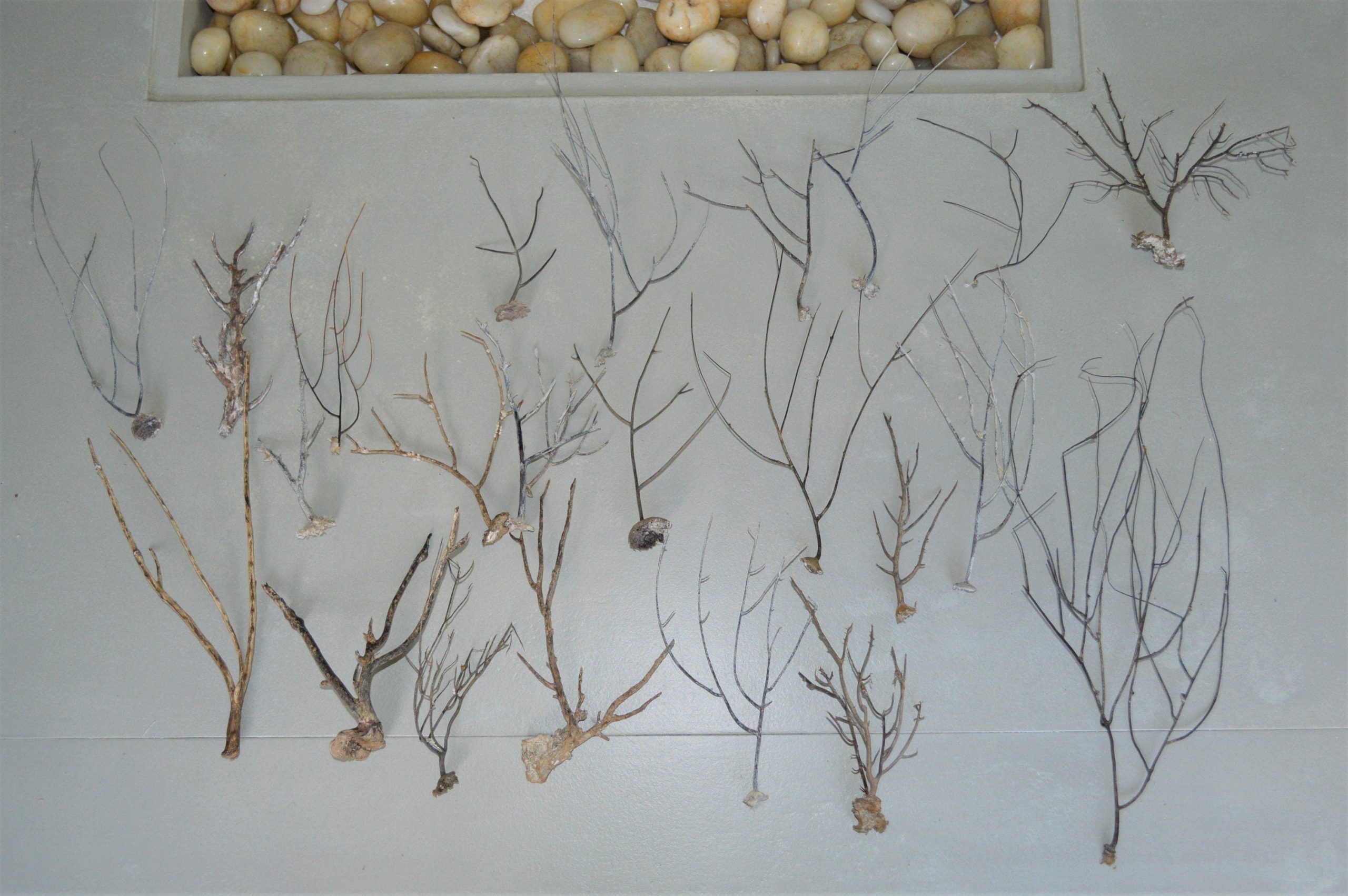 Dried Sea Whip Branches 4-12" *You Choose Quantity* Ocean Reef Décor Crafts - Image 10