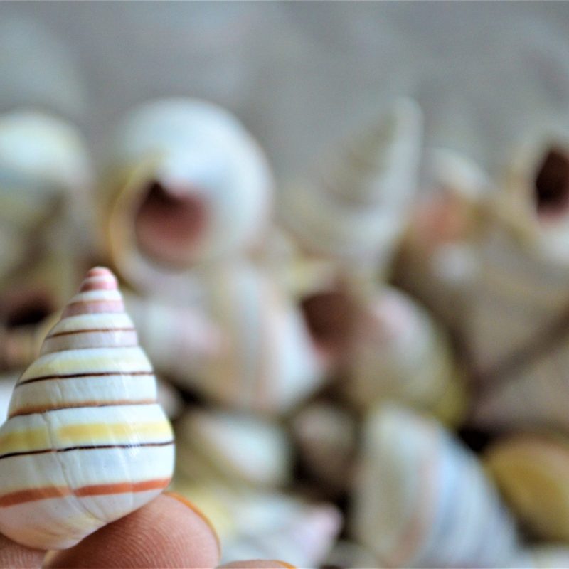 CANDY CANE SNAIL Shells *You Choose Quantity* 3/4-1.5" Colorful Rainbow Small Craft Seashells
