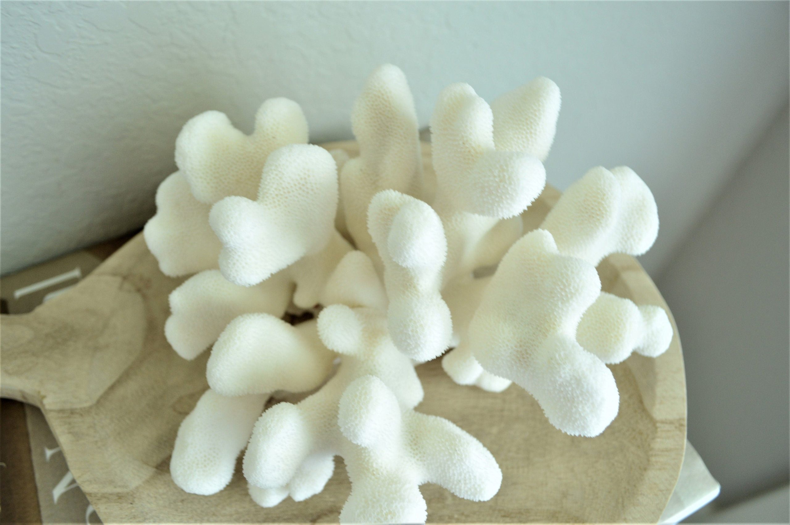 CATS PAW CORAL White *All Sizes* Authentic Natural Real Sea Fossil Coastal Décor - Image 7