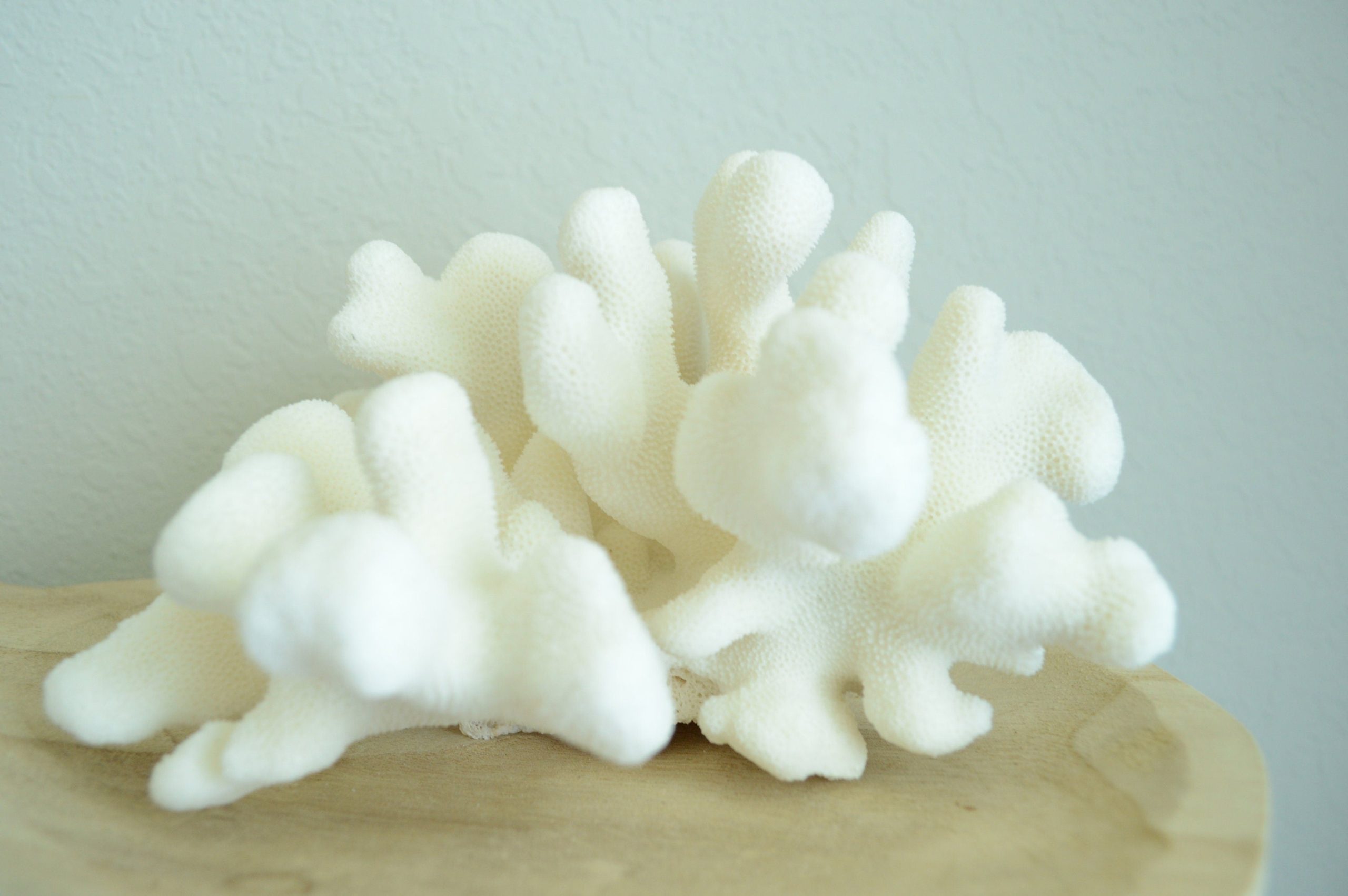 CATS PAW CORAL White *All Sizes* Authentic Natural Real Sea Fossil Coastal Décor - Image 2