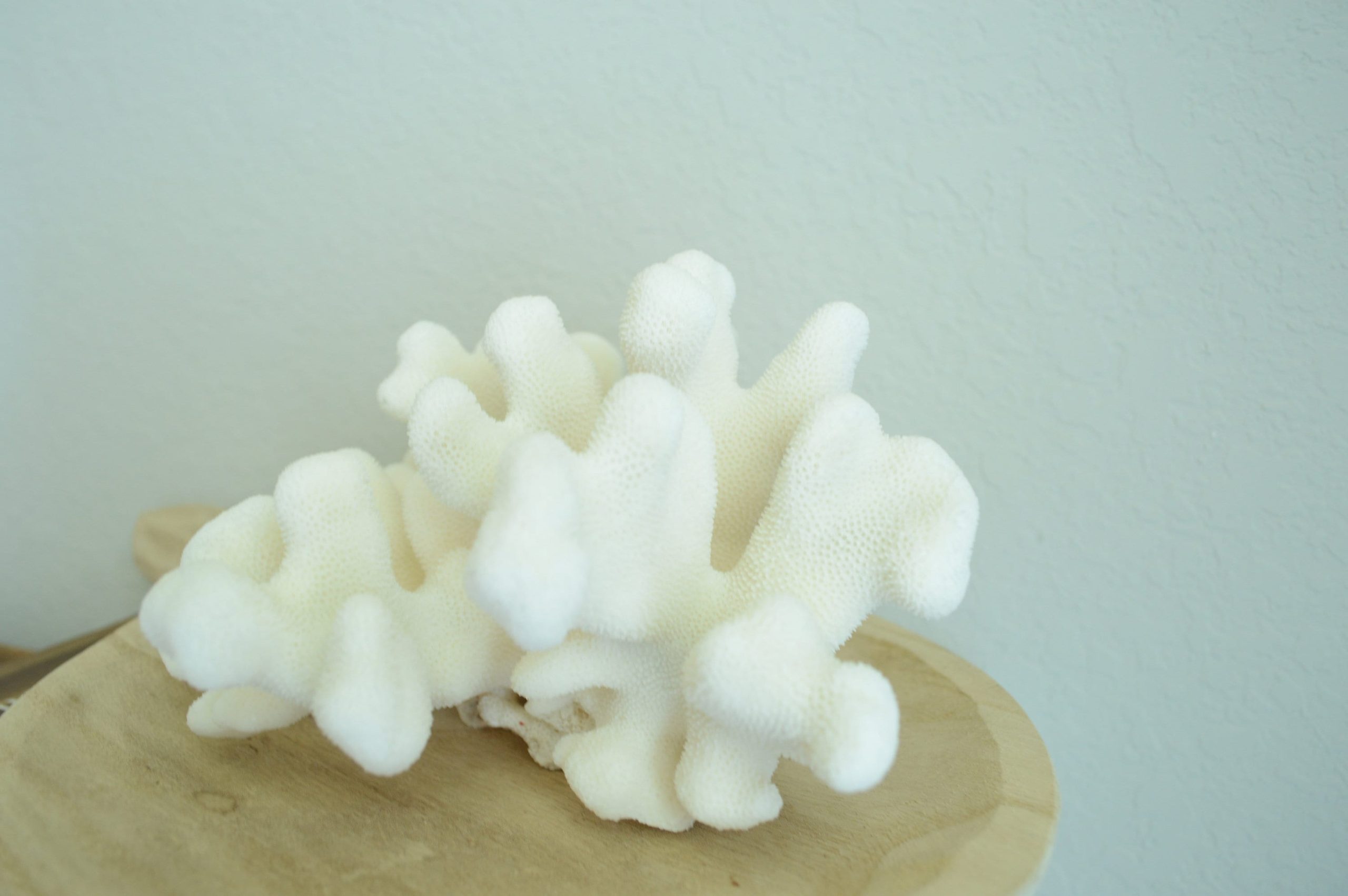 CATS PAW CORAL White *All Sizes* Authentic Natural Real Sea Fossil Coastal Décor - Image 6