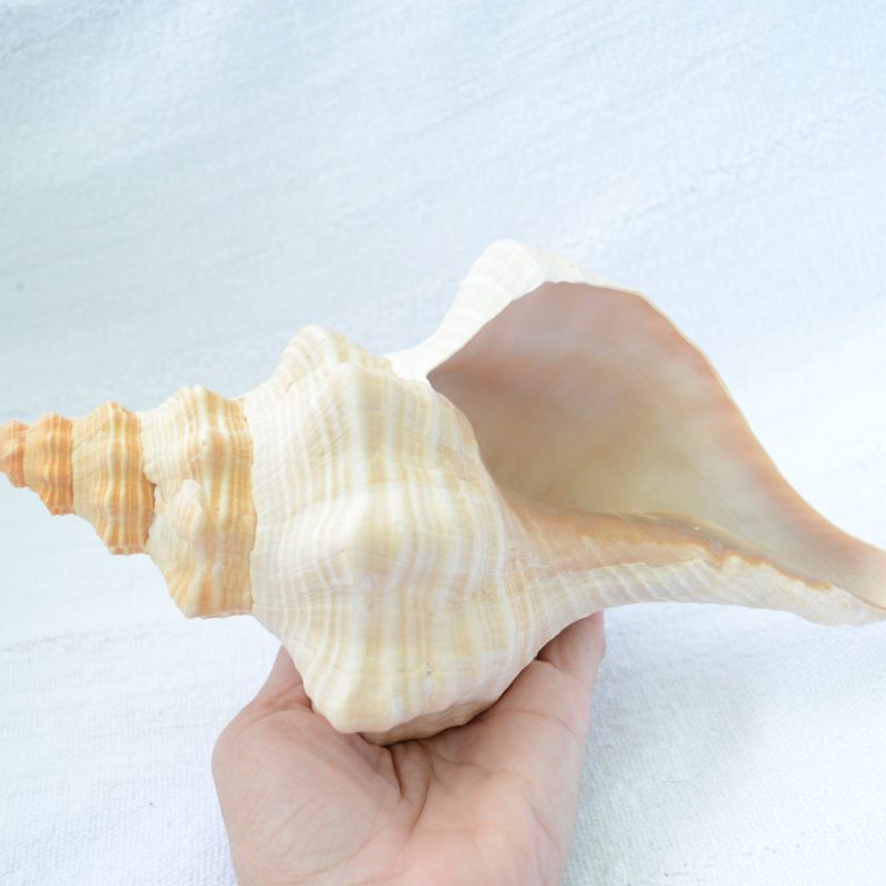 FLORIDA HORSE CONCH Shell *All Sizes* Orange Display Seashell Beach House Décor