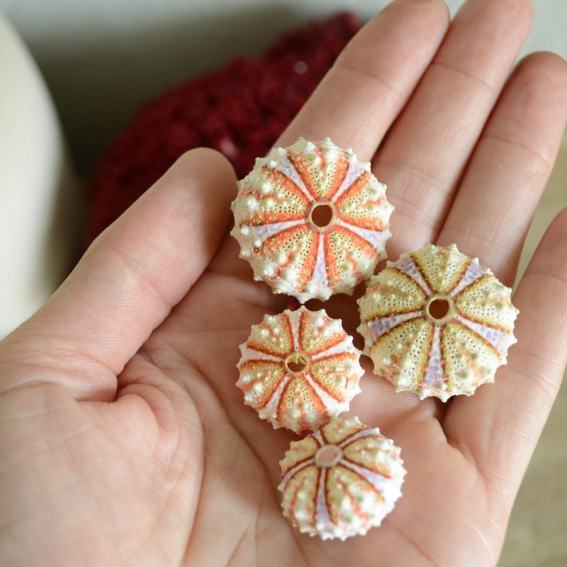 Colorful Sea Urchin Shells, Coastal Decor, Beach Crafts (.5-2")
