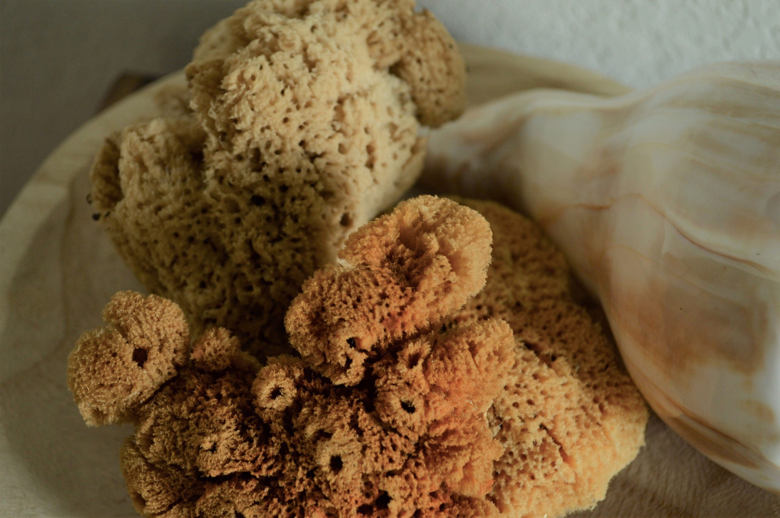 Large Natural Sea Sponges *You Choose Size Up to 10"* Crafts & Painting - Image 7
