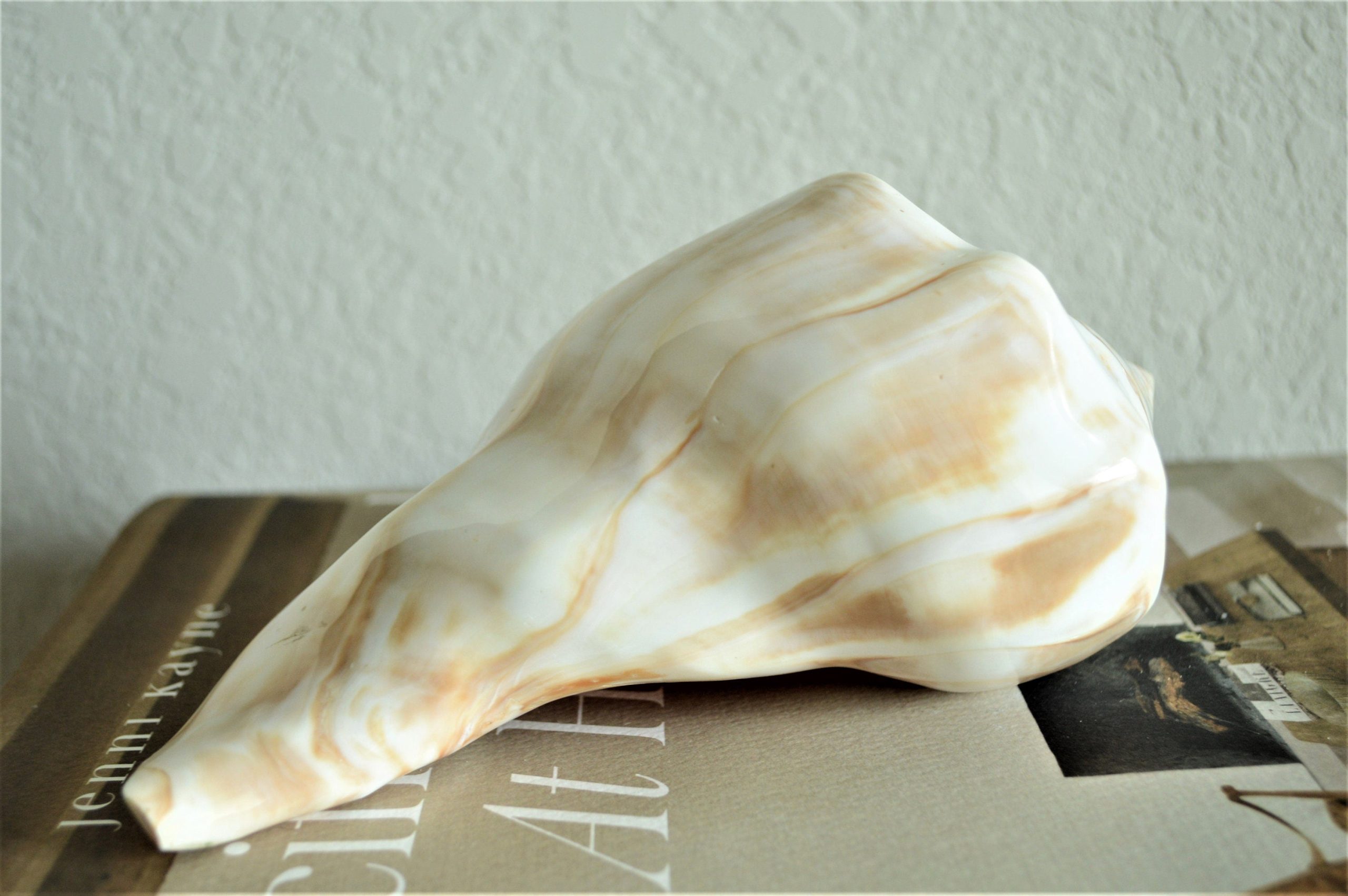 POLISHED LIGHTENING WHELK Conch Shell *All Sizes* Shine Glass like Finish - Image 5