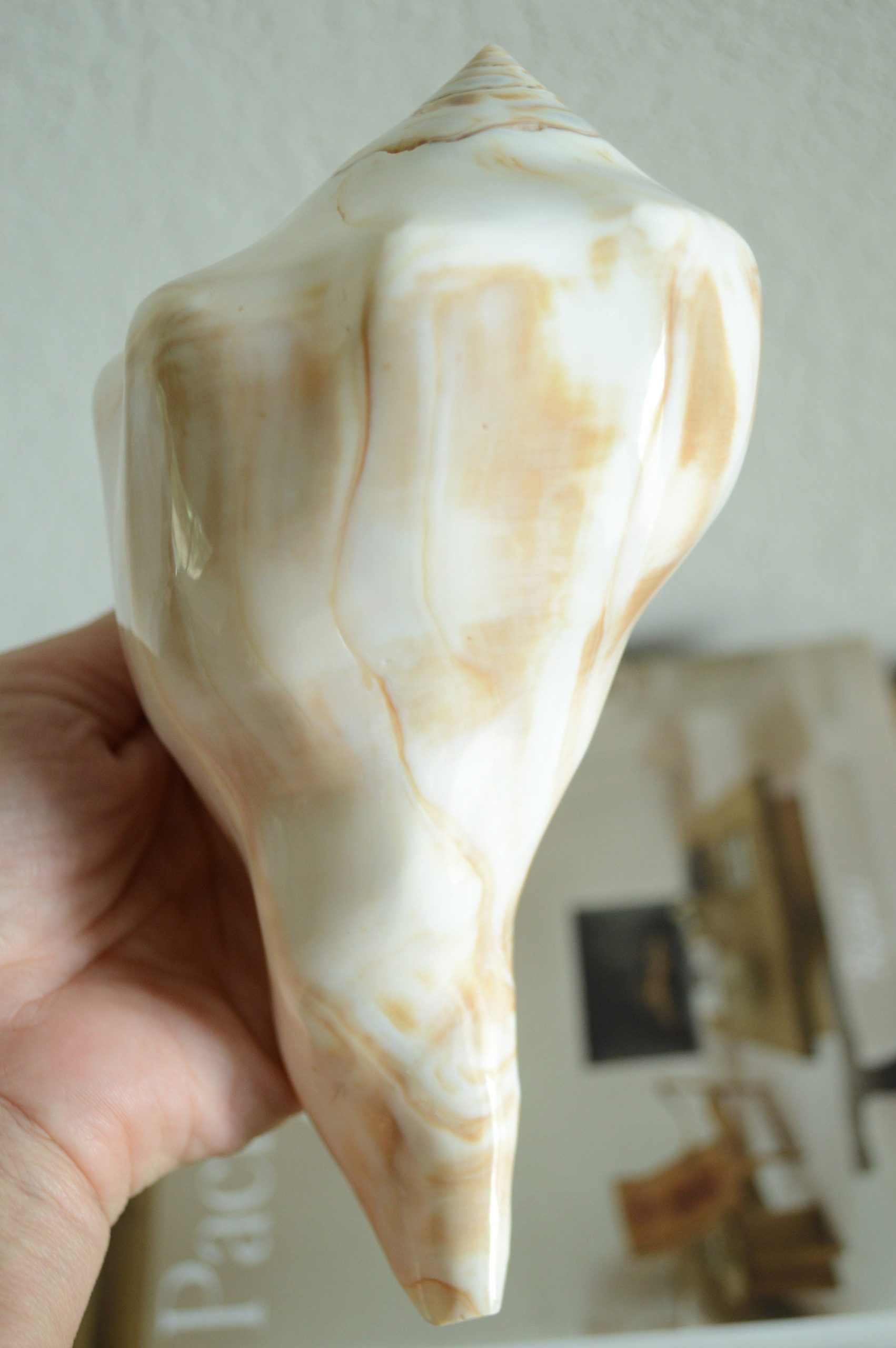 POLISHED LIGHTENING WHELK Conch Shell *All Sizes* Shine Glass like Finish - Image 8