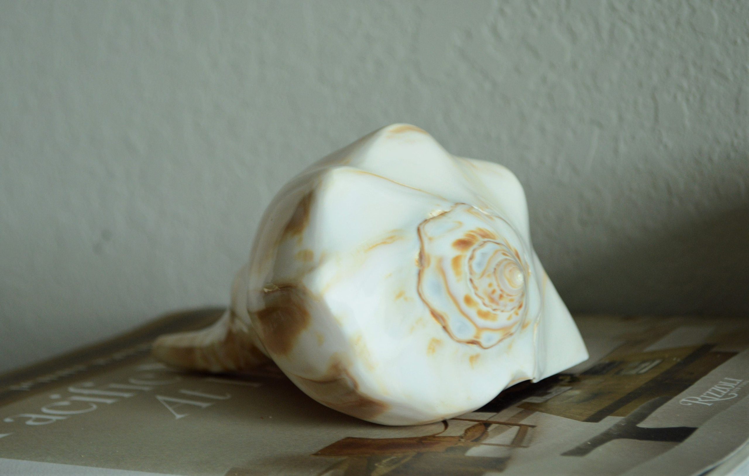 POLISHED LIGHTENING WHELK Conch Shell *All Sizes* Shine Glass like Finish - Image 10