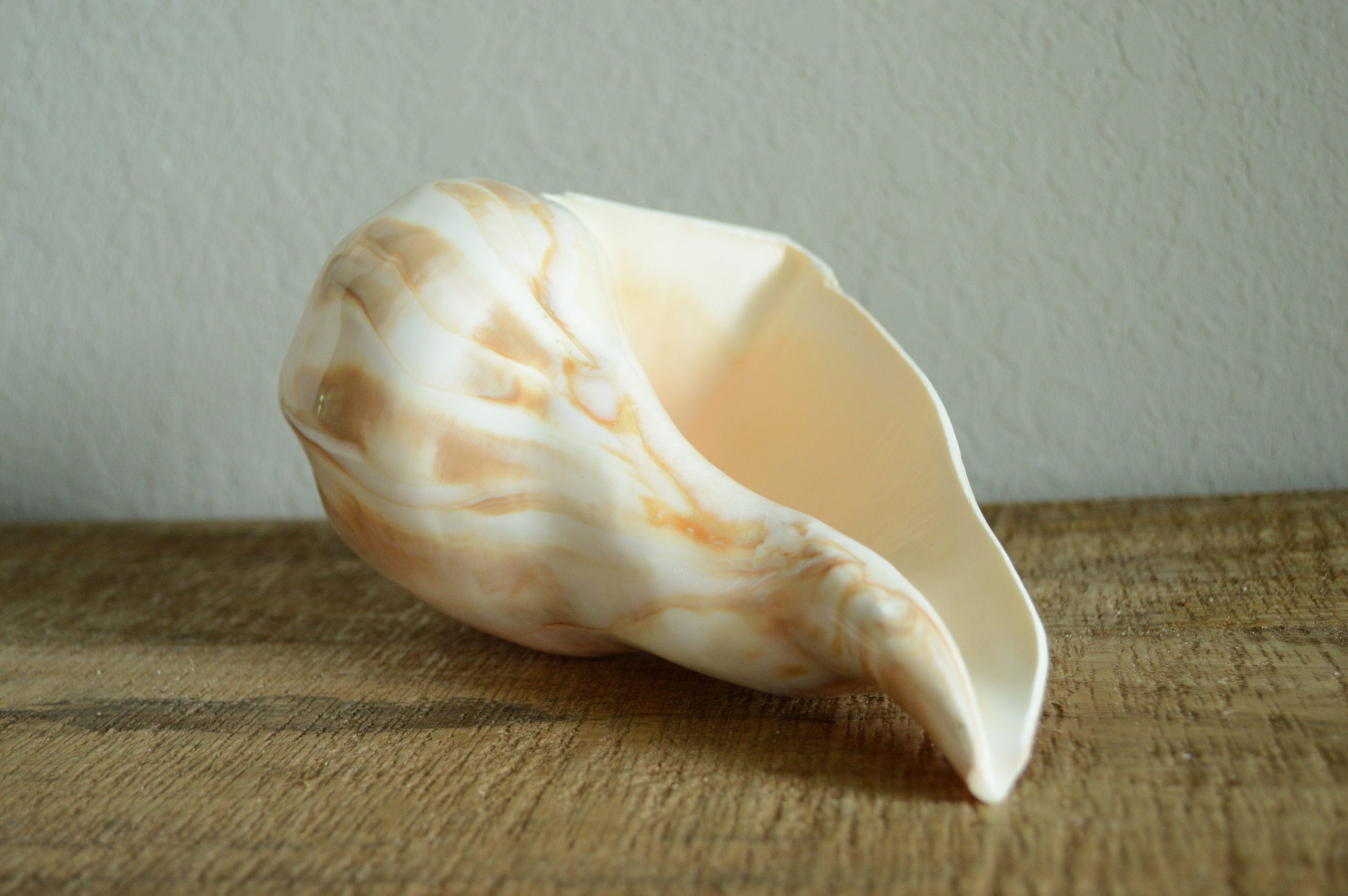 POLISHED LIGHTENING WHELK Conch Shell *All Sizes* Shine Glass like Finish - Image 9