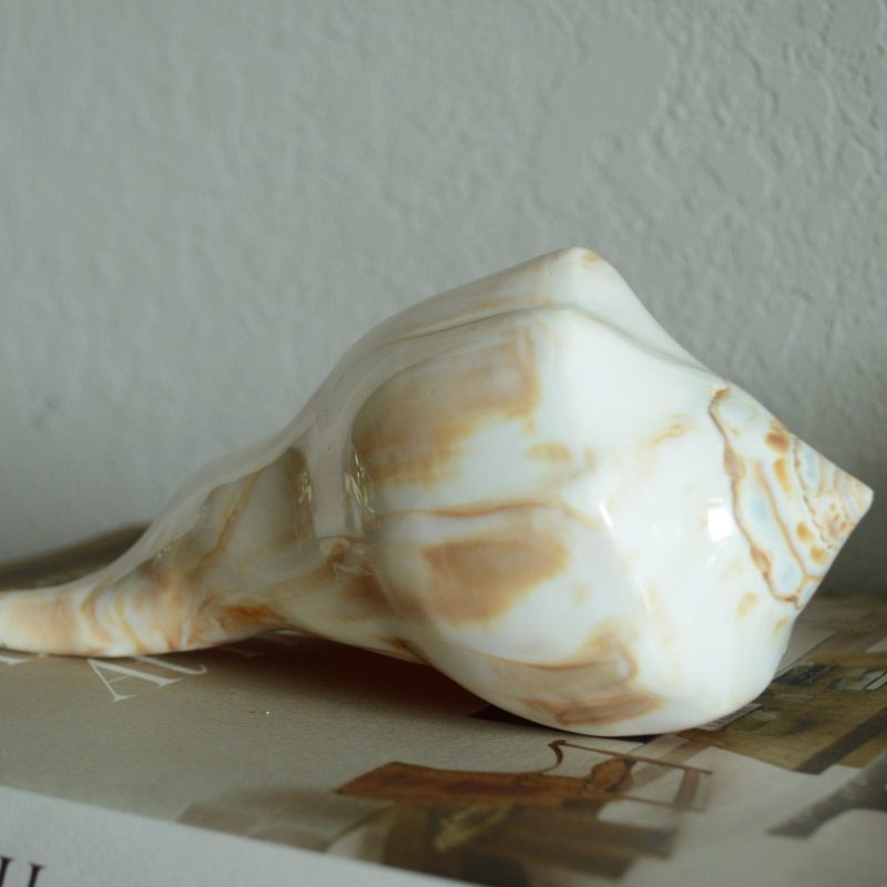 POLISHED LIGHTENING WHELK Conch Shell *All Sizes* Shine Glass like Finish