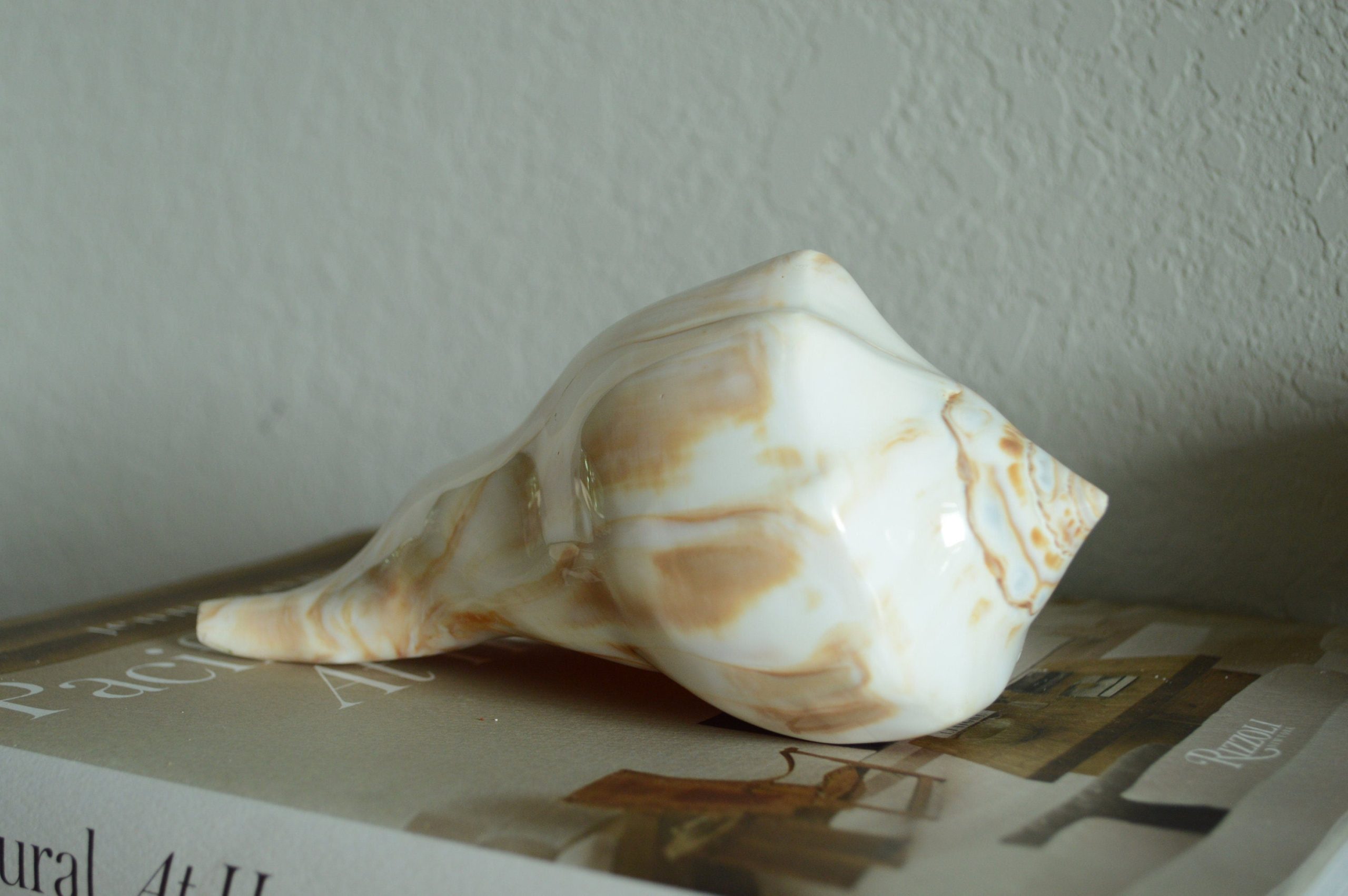 POLISHED LIGHTENING WHELK Conch Shell *All Sizes* Shine Glass like Finish