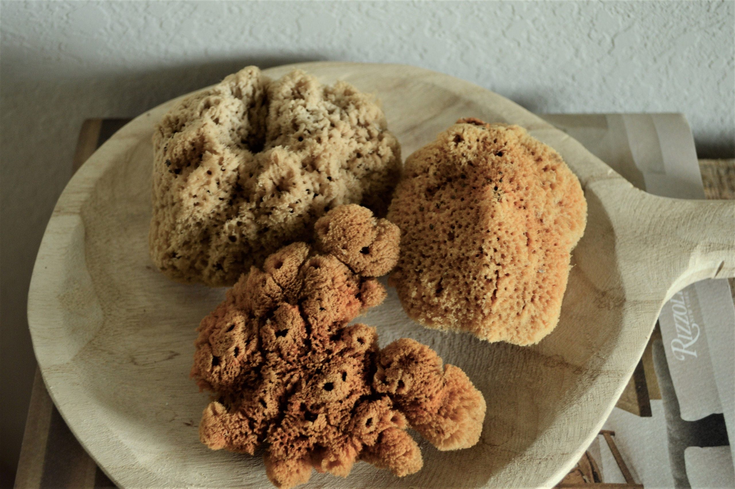 Large Natural Sea Sponges *You Choose Size Up to 10"* Crafts & Painting - Image 4