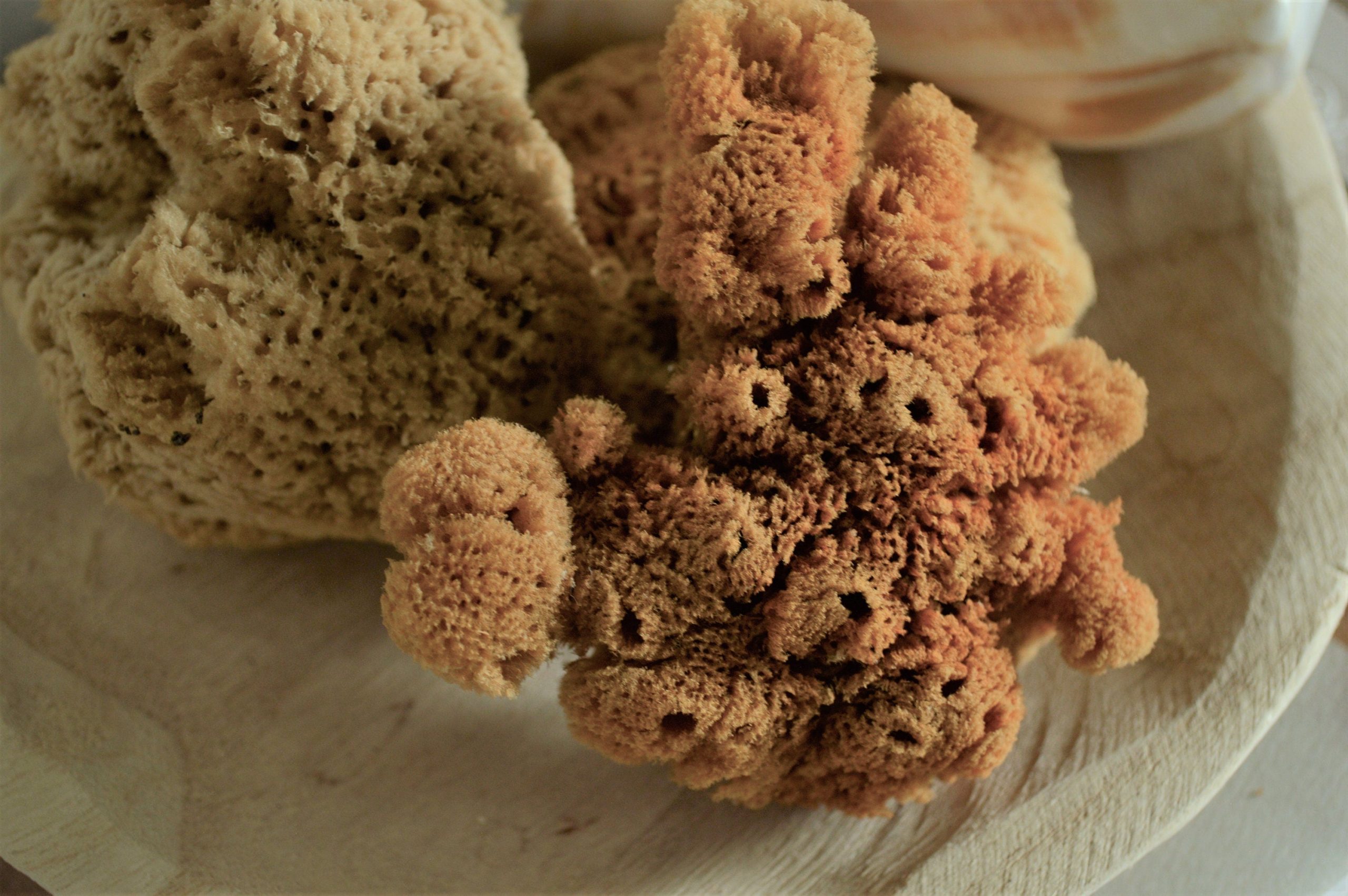 Large Natural Sea Sponges *You Choose Size Up to 10"* Crafts & Painting - Image 8