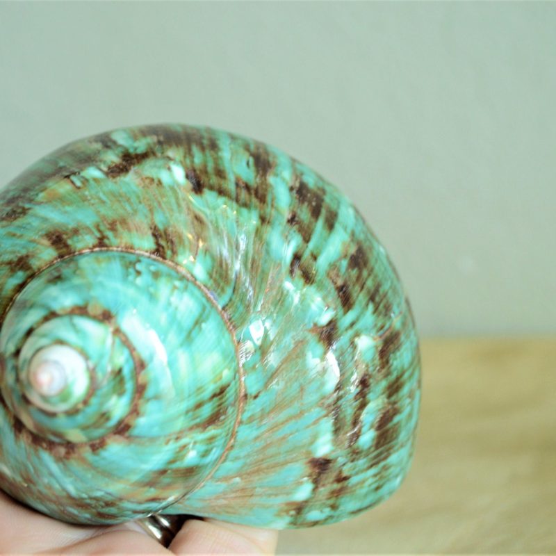 JADE GREEN SOLID Turbo Shells *All Sizes* Polished Seashell Hermit Crab Pants