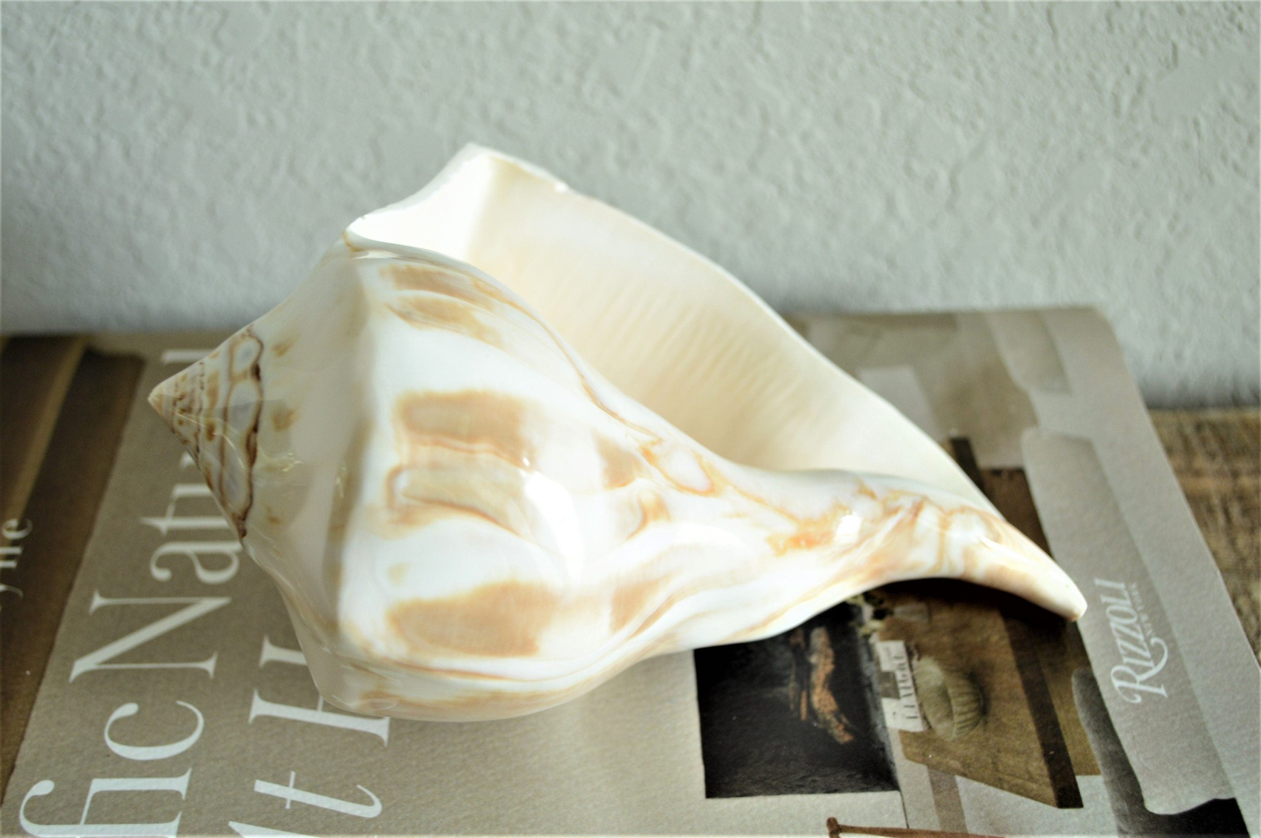 POLISHED LIGHTENING WHELK Conch Shell *All Sizes* Shine Glass like Finish - Image 2