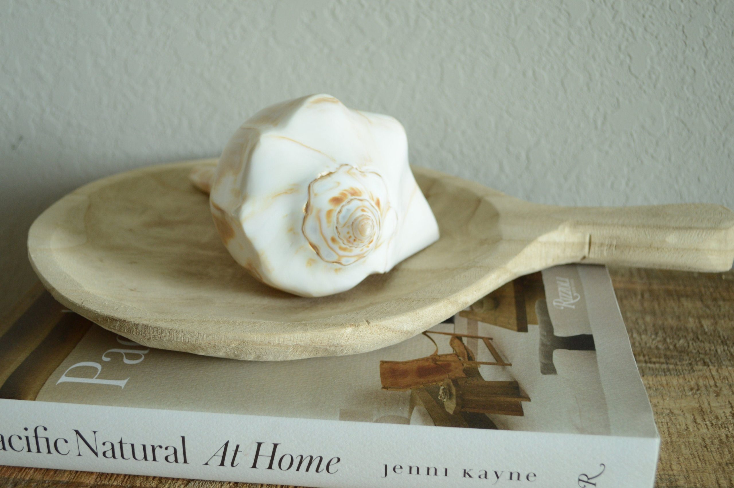 POLISHED LIGHTENING WHELK Conch Shell *All Sizes* Shine Glass like Finish - Image 3