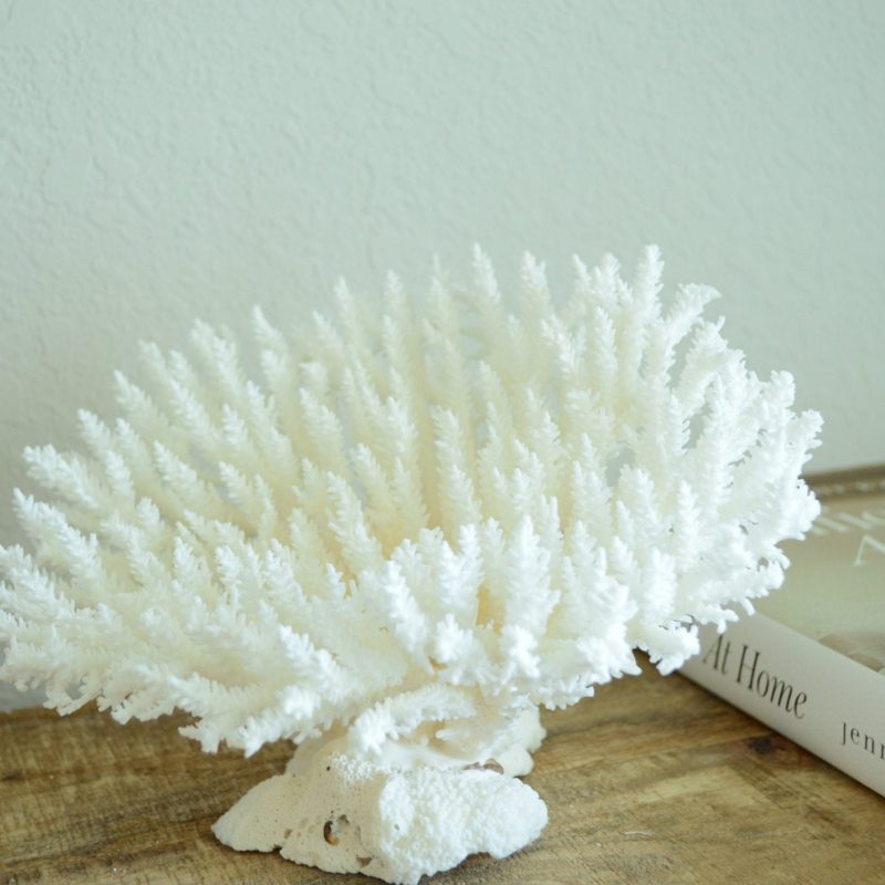 TABLE CORAL White *All Sizes* Authentic Natural Real Sea Fossil Coastal Décor