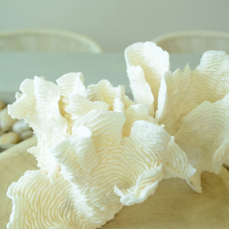 RUGOSA CORAL White *All Sizes* Authentic Natural Real Sea Fossil Coastal Décor