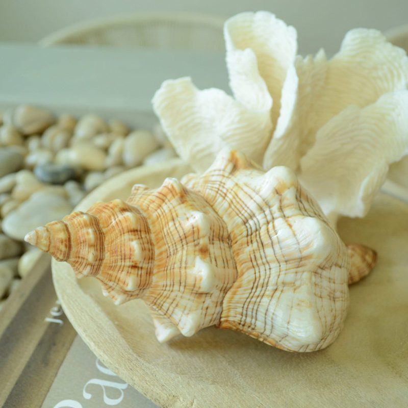 Striped Fox Horse Conch Seashell 5-7" *You Choose Size* Natural Shell Coastal Décor