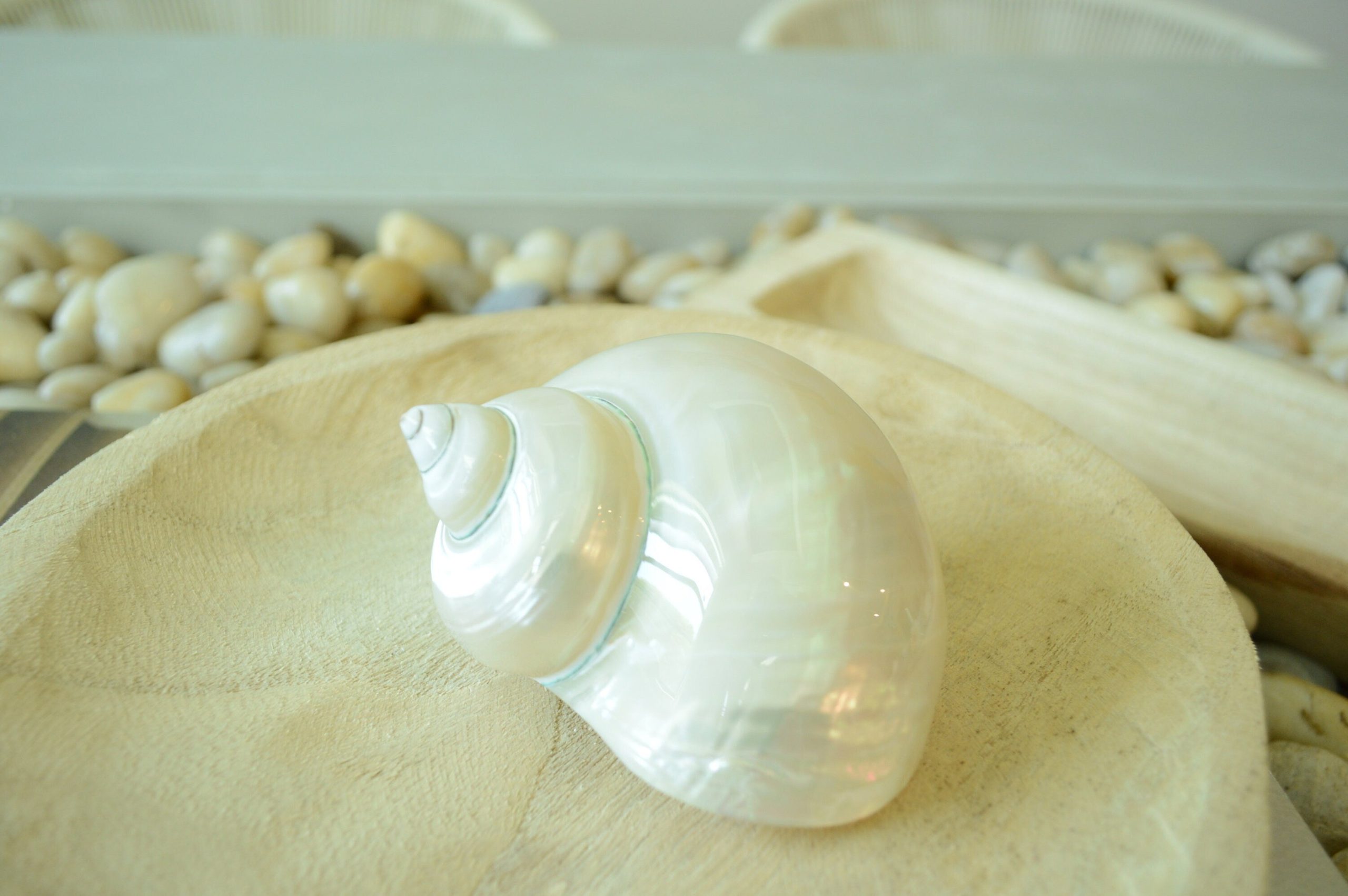 PEARLED TURBO SHELLS *All Sizes* Natural Irredescent Polished Seashell Hermit Crab Beach Décor - Image 5