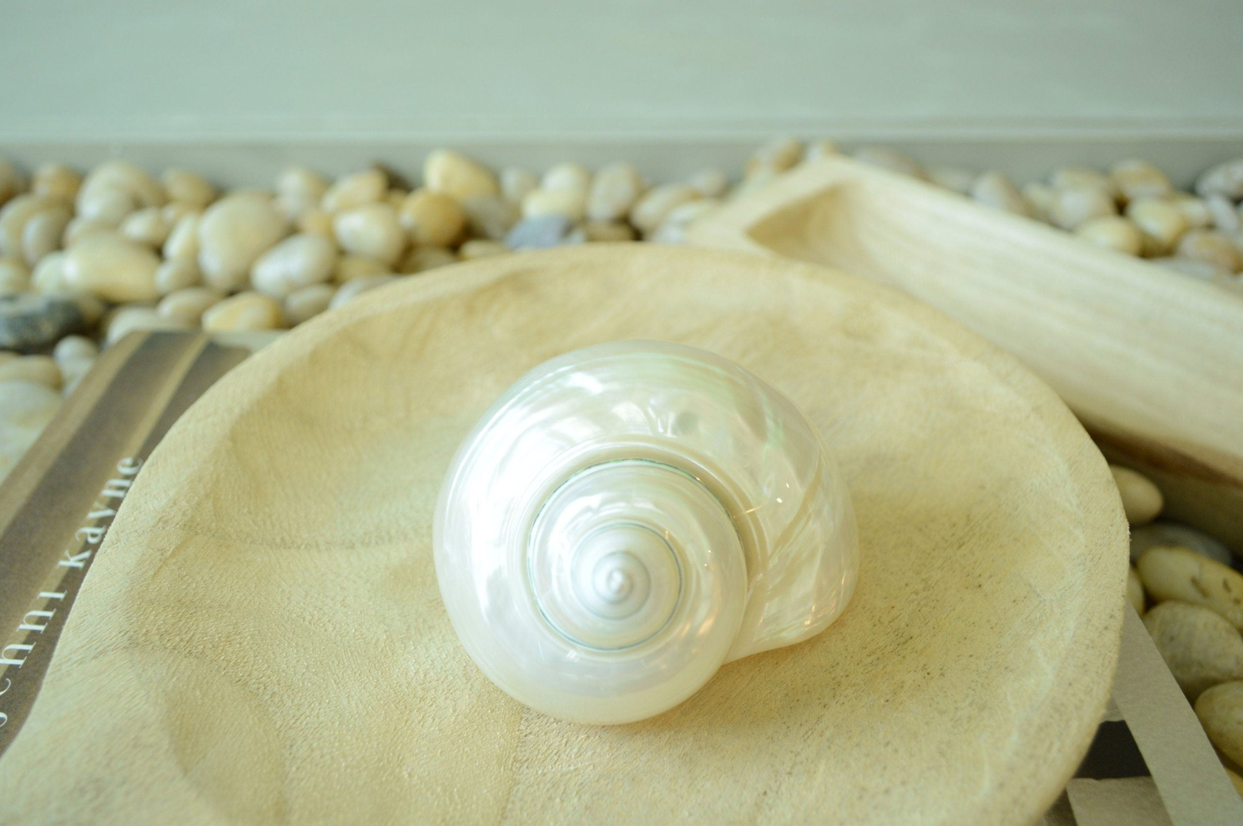 PEARLED TURBO SHELLS *All Sizes* Natural Irredescent Polished Seashell Hermit Crab Beach Décor - Image 6
