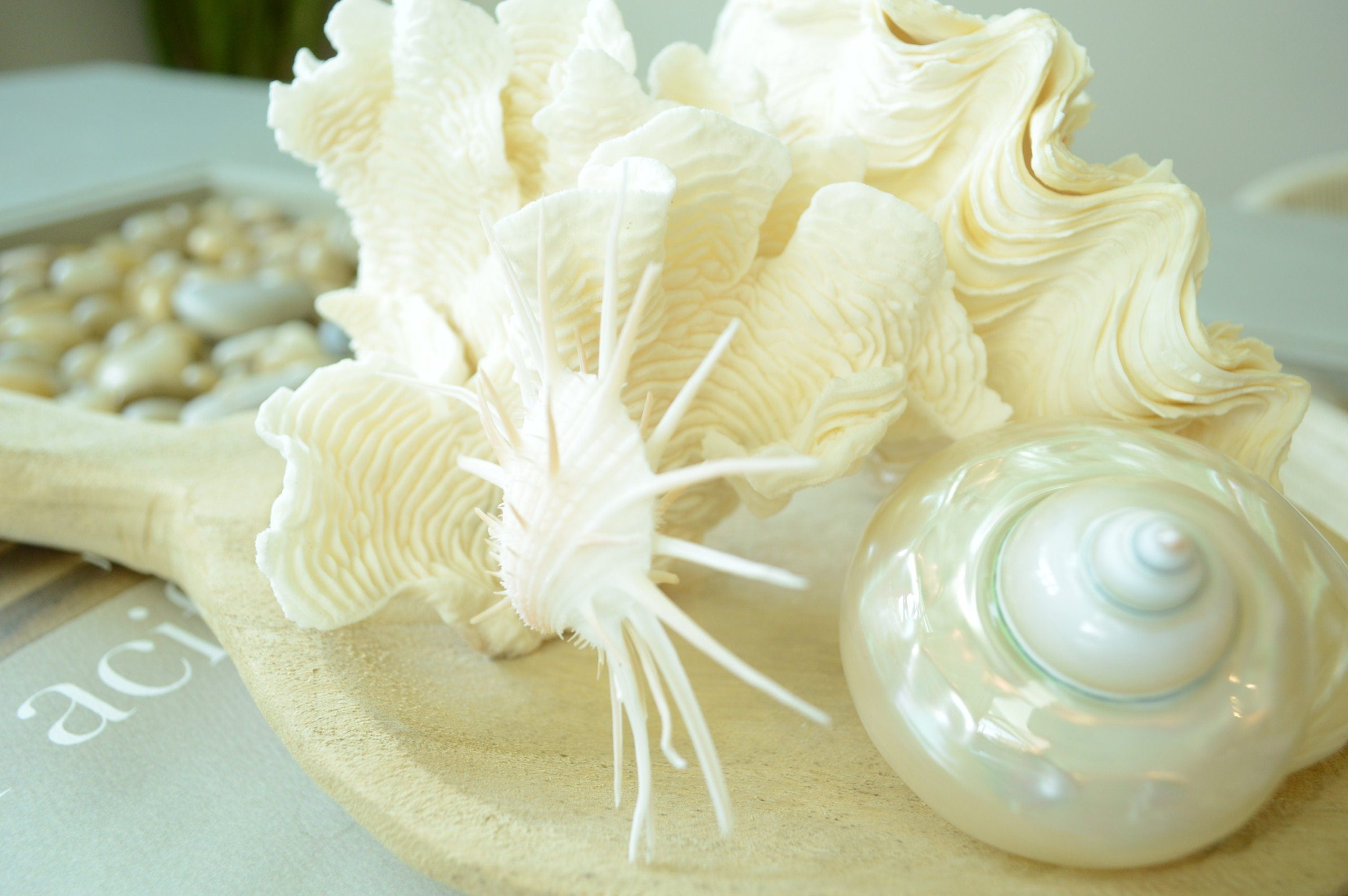 PEARLED TURBO SHELLS *All Sizes* Natural Irredescent Polished Seashell Hermit Crab Beach Décor - Image 4